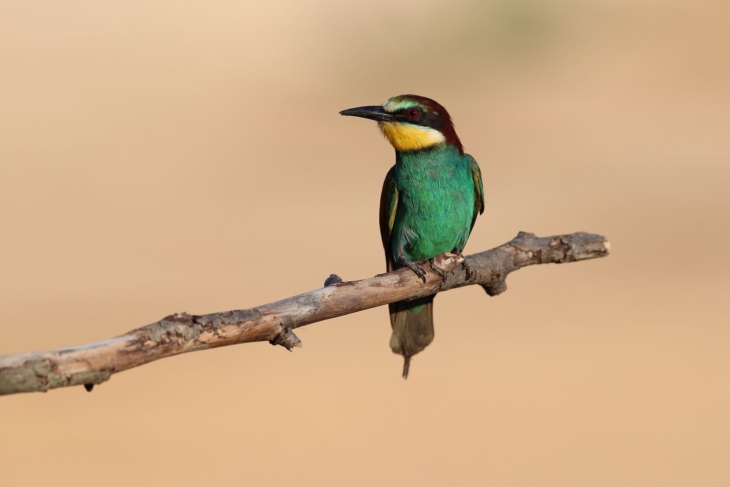 Bee-eater