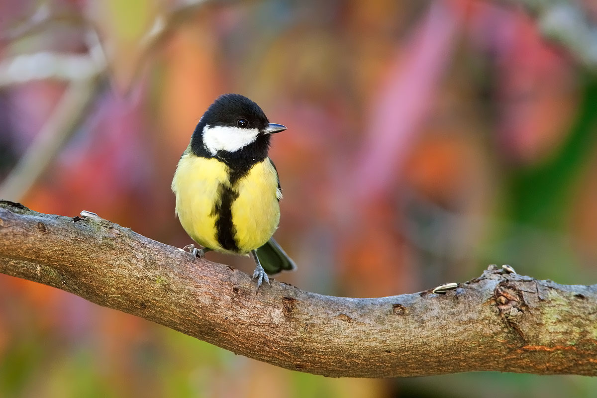 Great Tit
