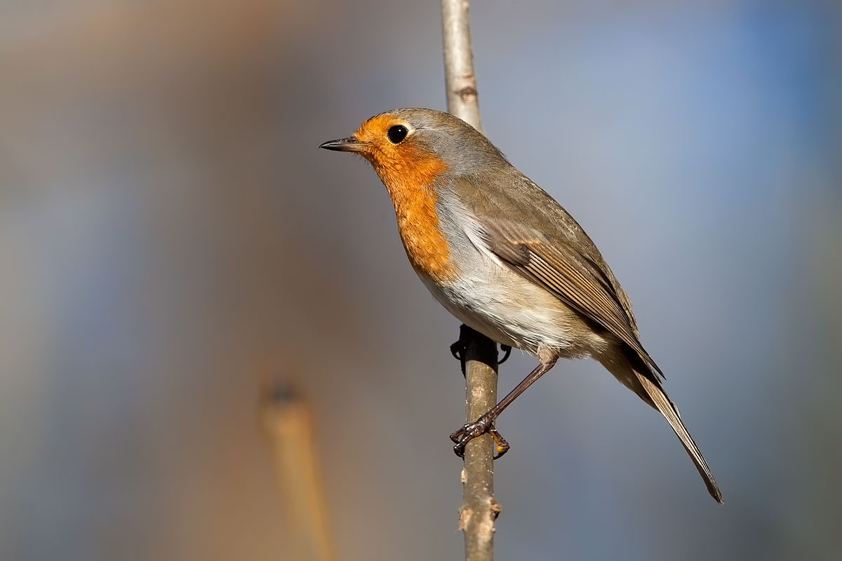 Robin
