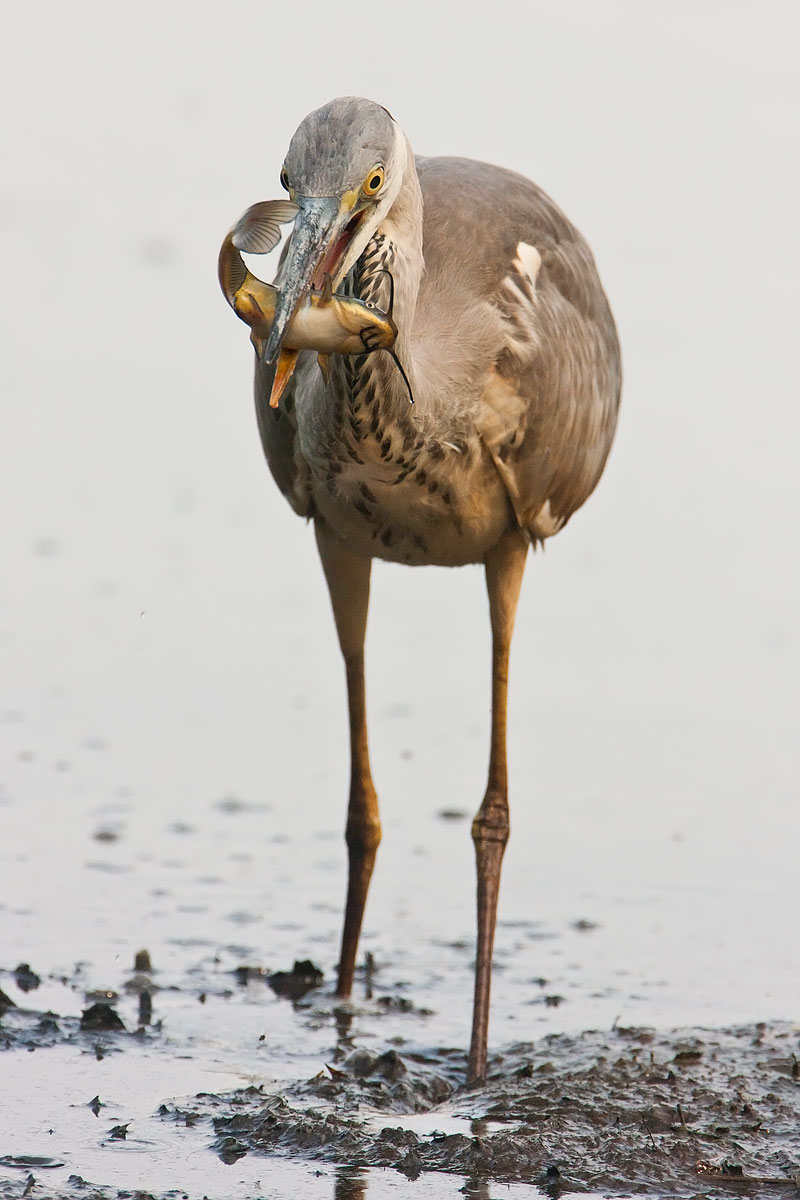 Grey Heron with prey