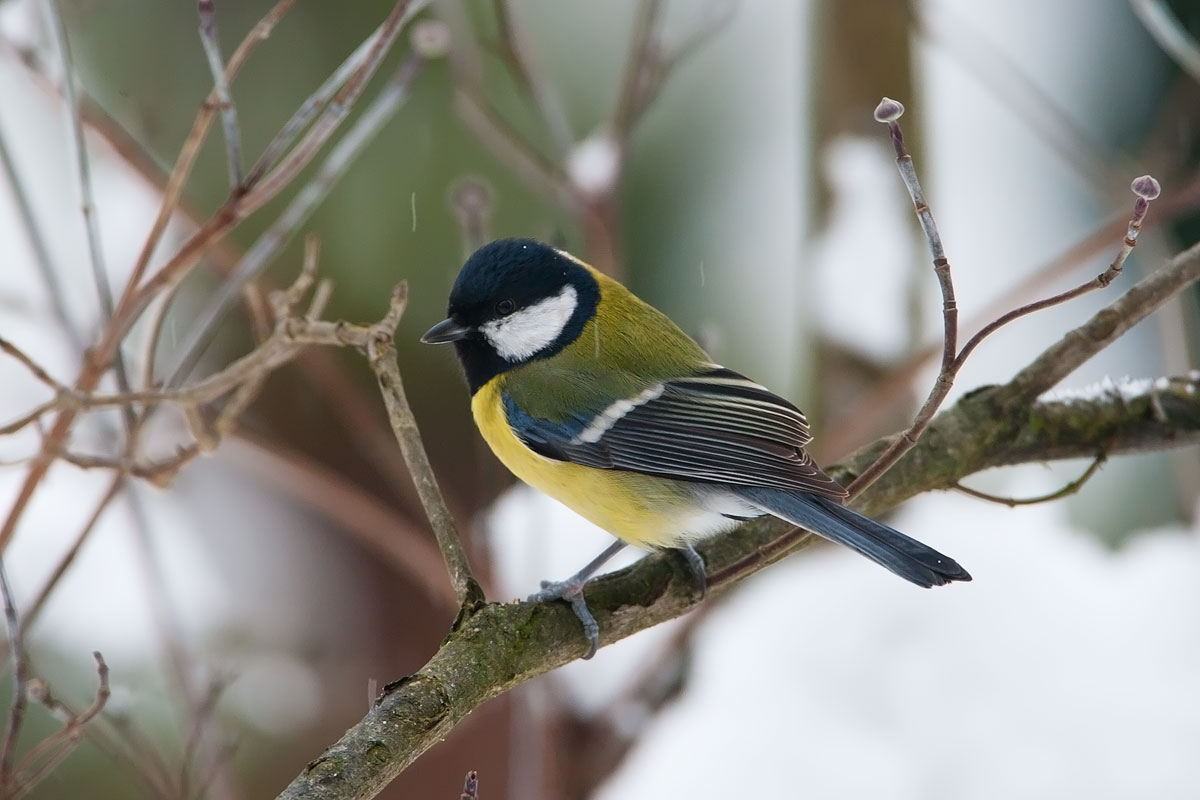 Great Tit