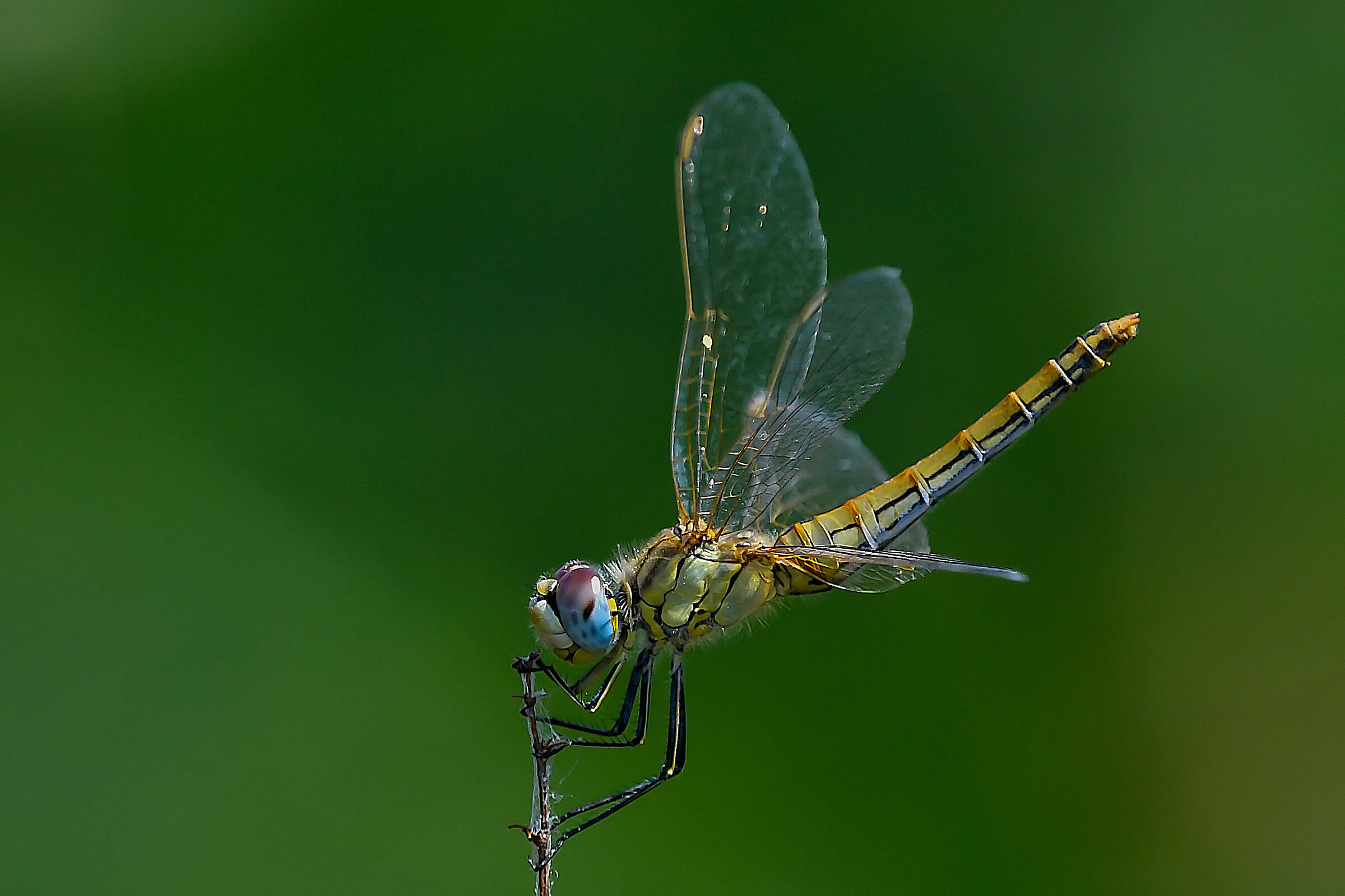 Libellula