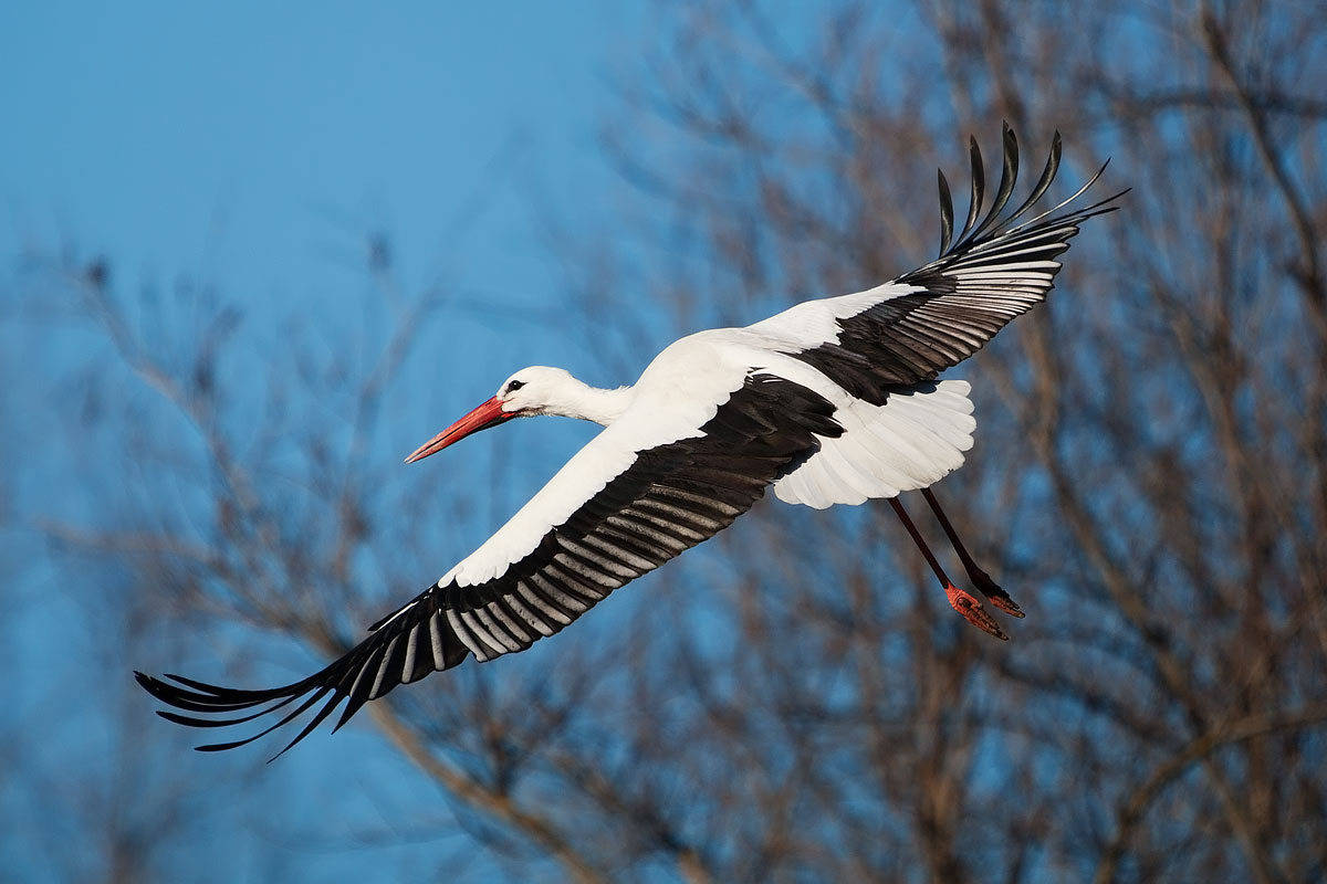 Cicogna in atterraggio