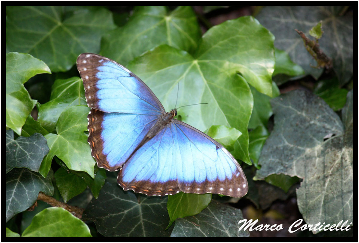 A flutter