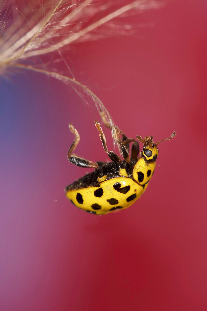 Yellow Ladybug