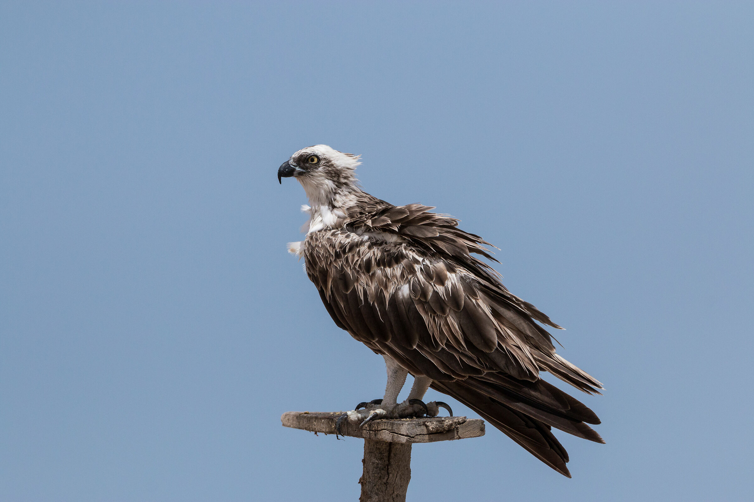 falco pescatore egiziano