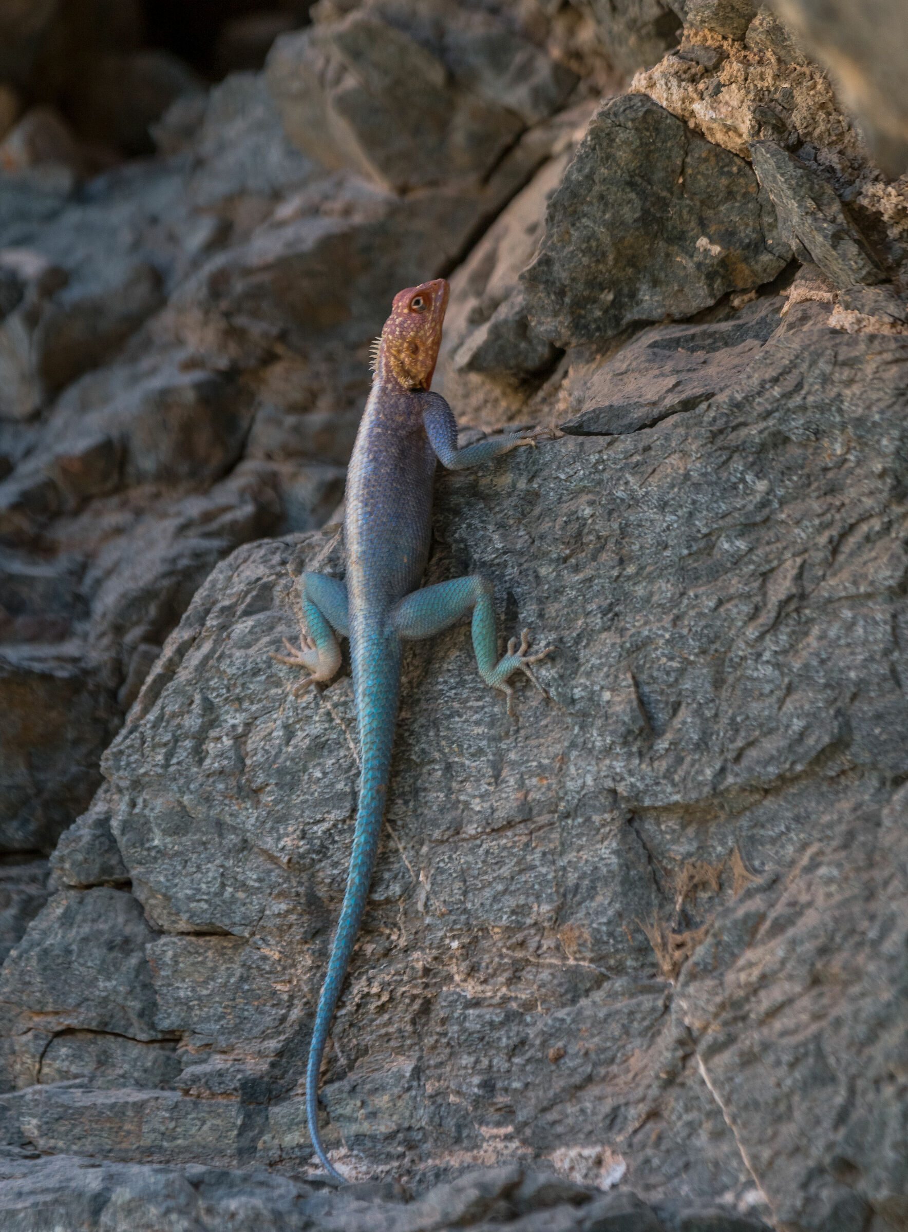 Egyptian spiny agama