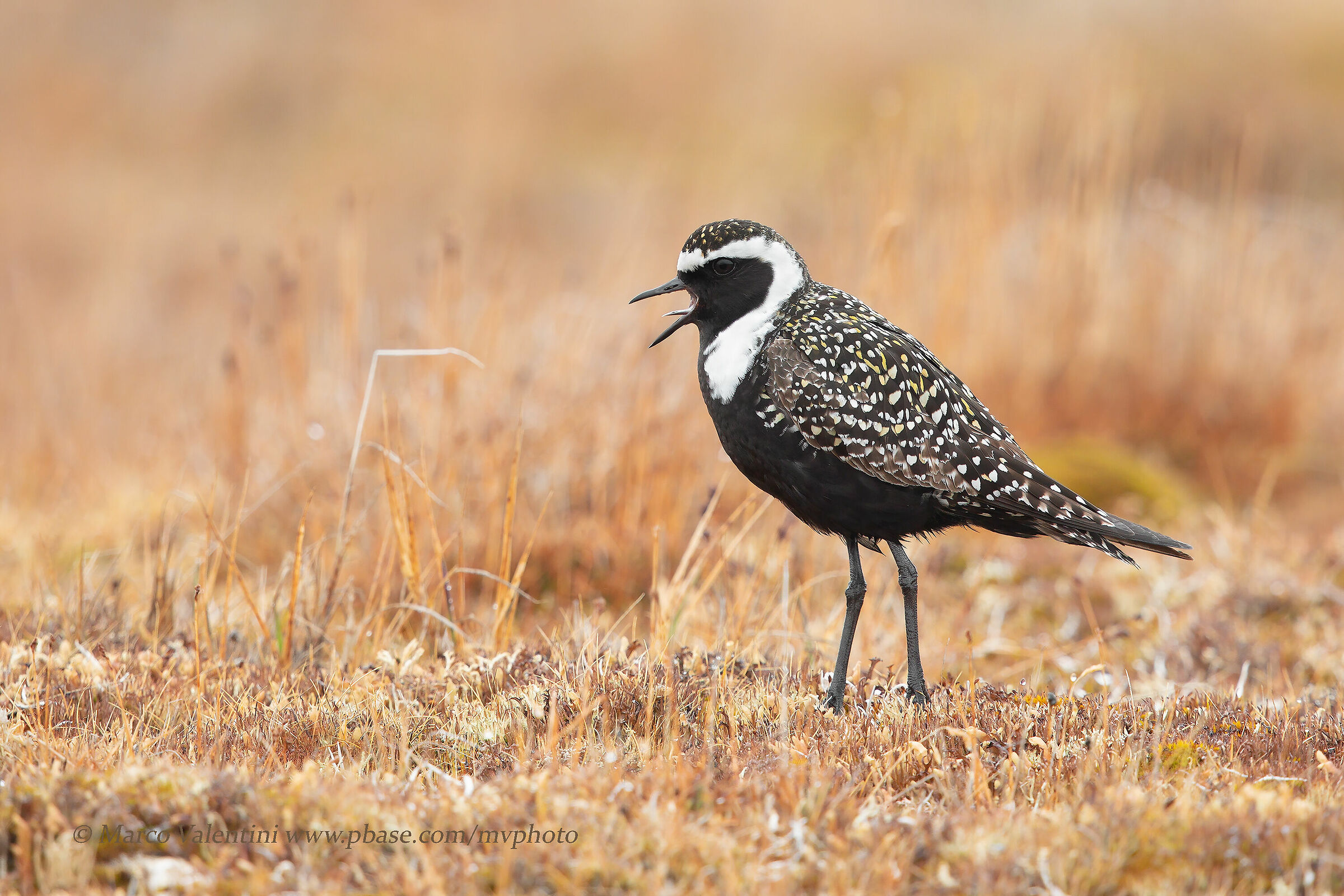 Piviere dorato americano