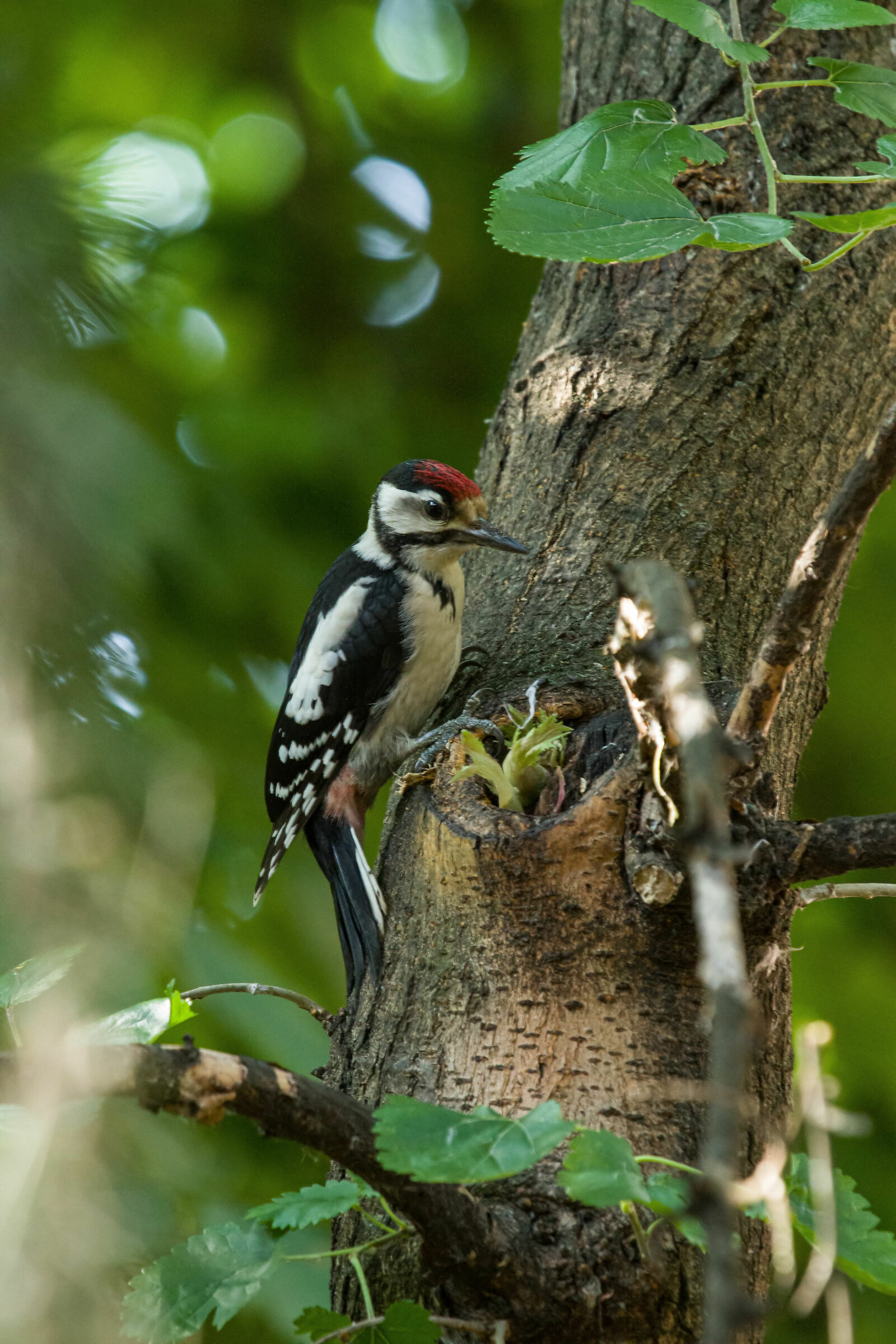 Young major red woodpecker