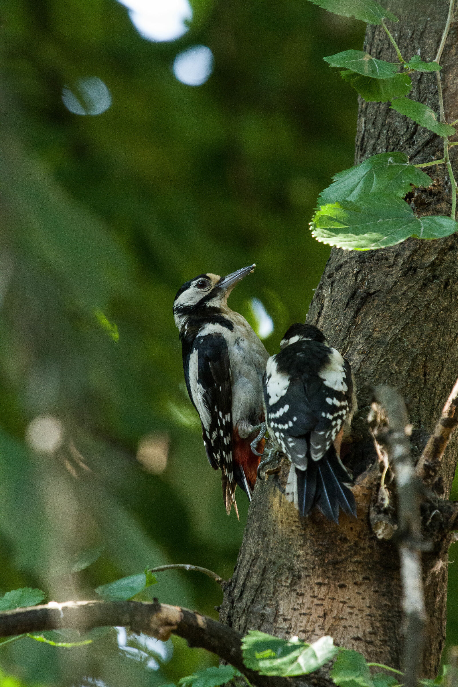 Major red woodpecker