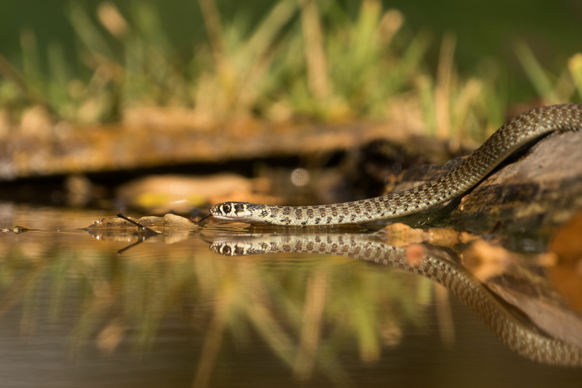 L'attraversata del Biacco