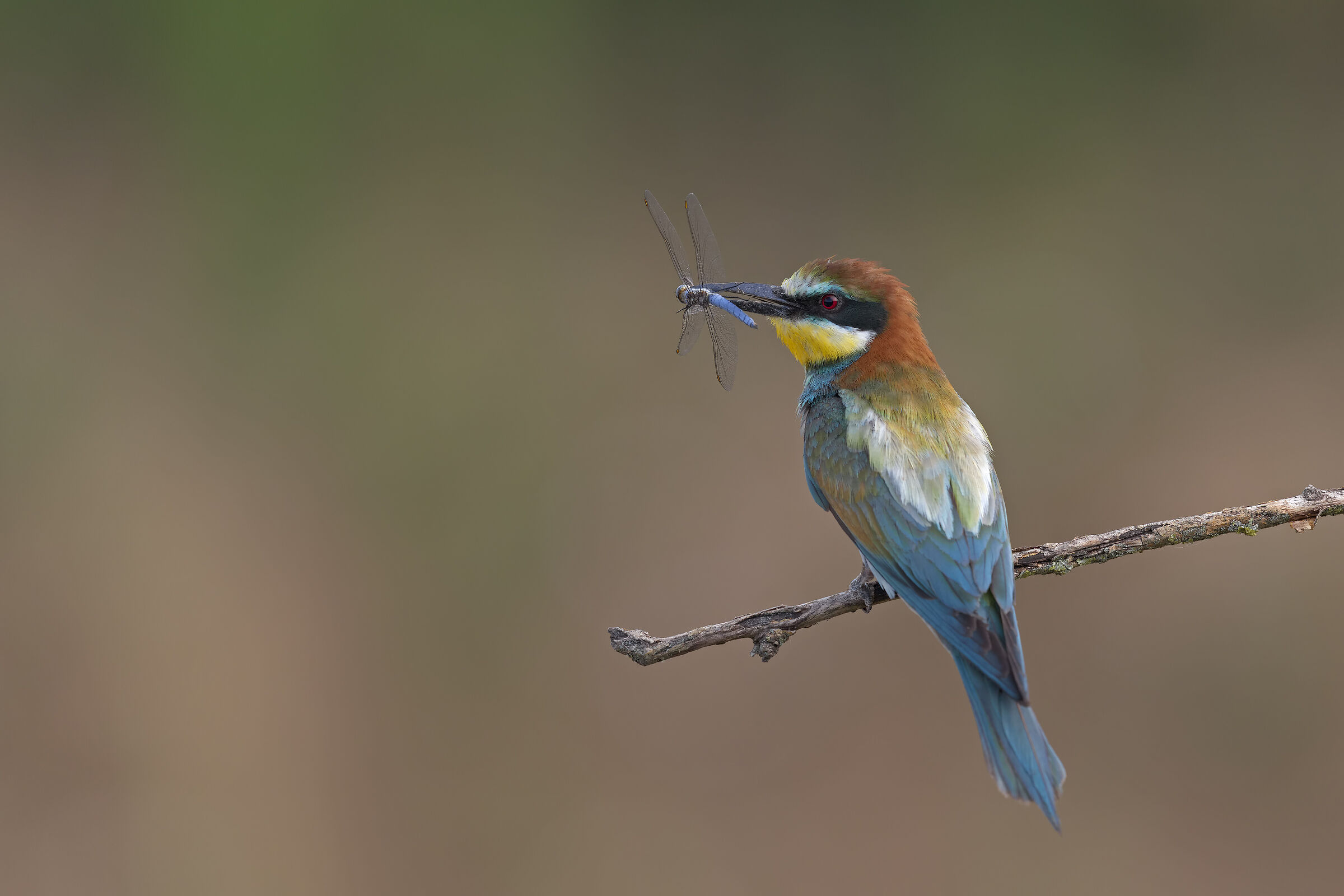 Bee-eater