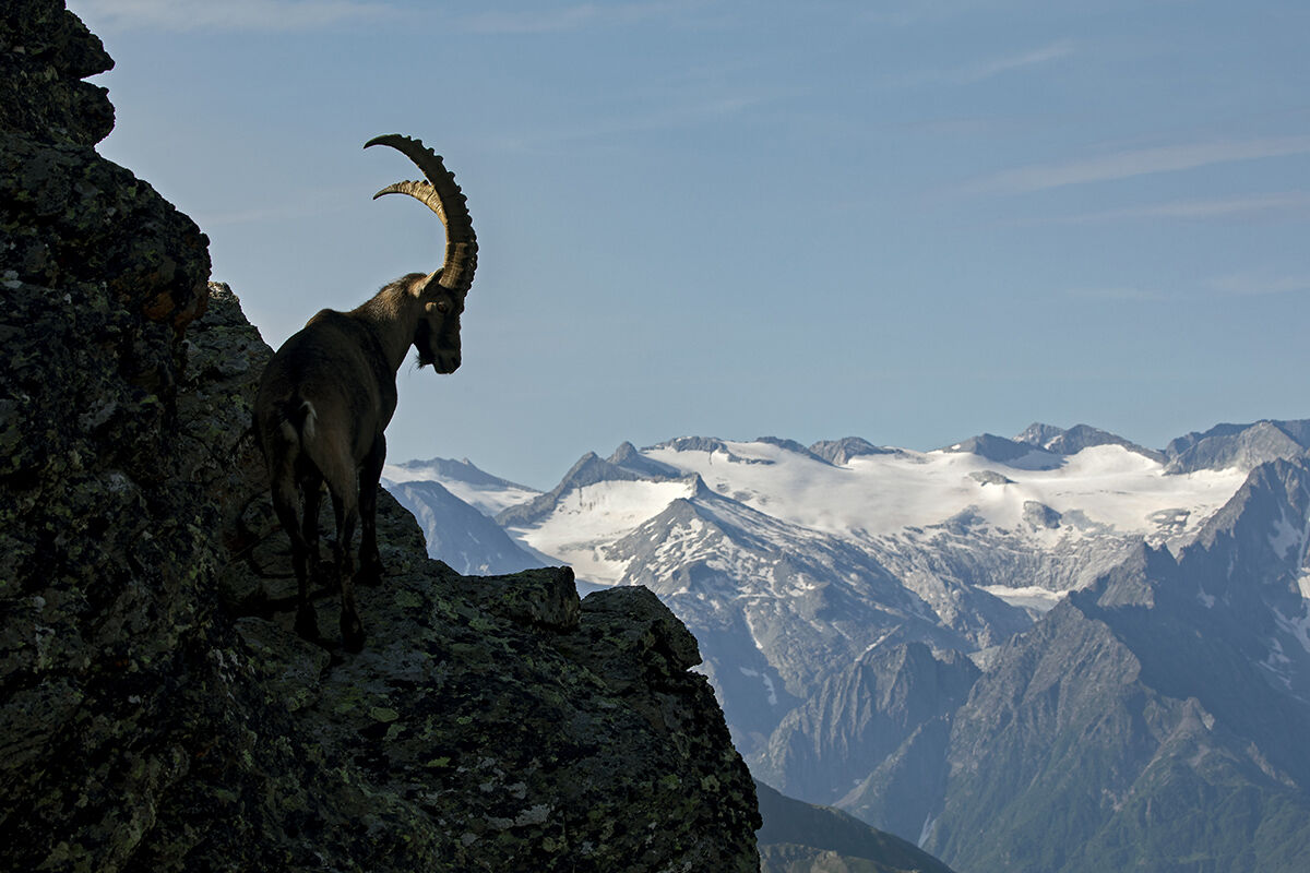 Il signore delle vette