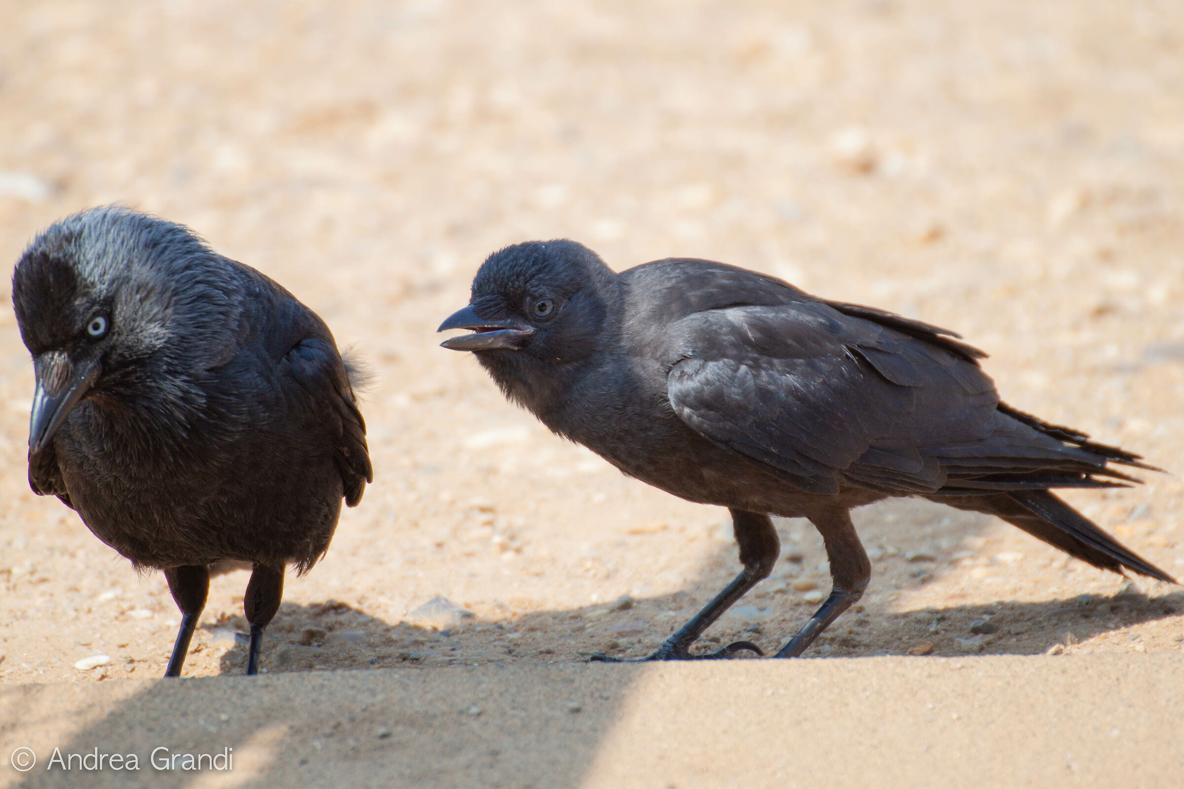 Don't leave the crumbs in the nest!