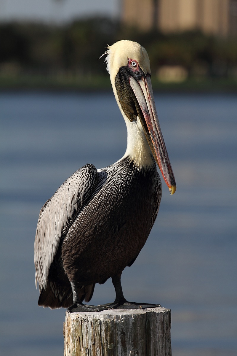 Pelican