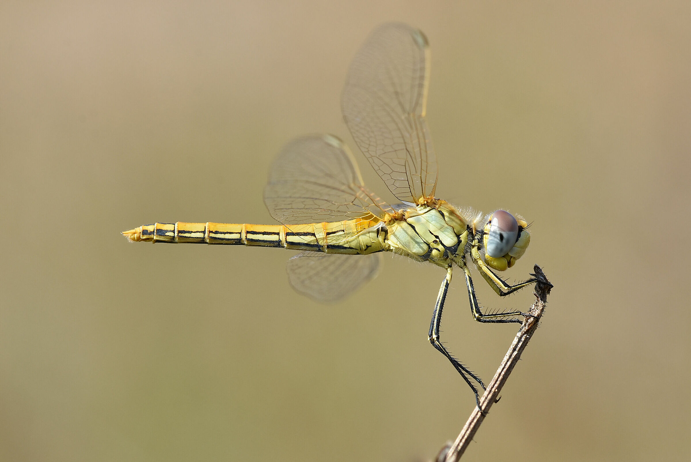 Sympetrum fonscolombii 5