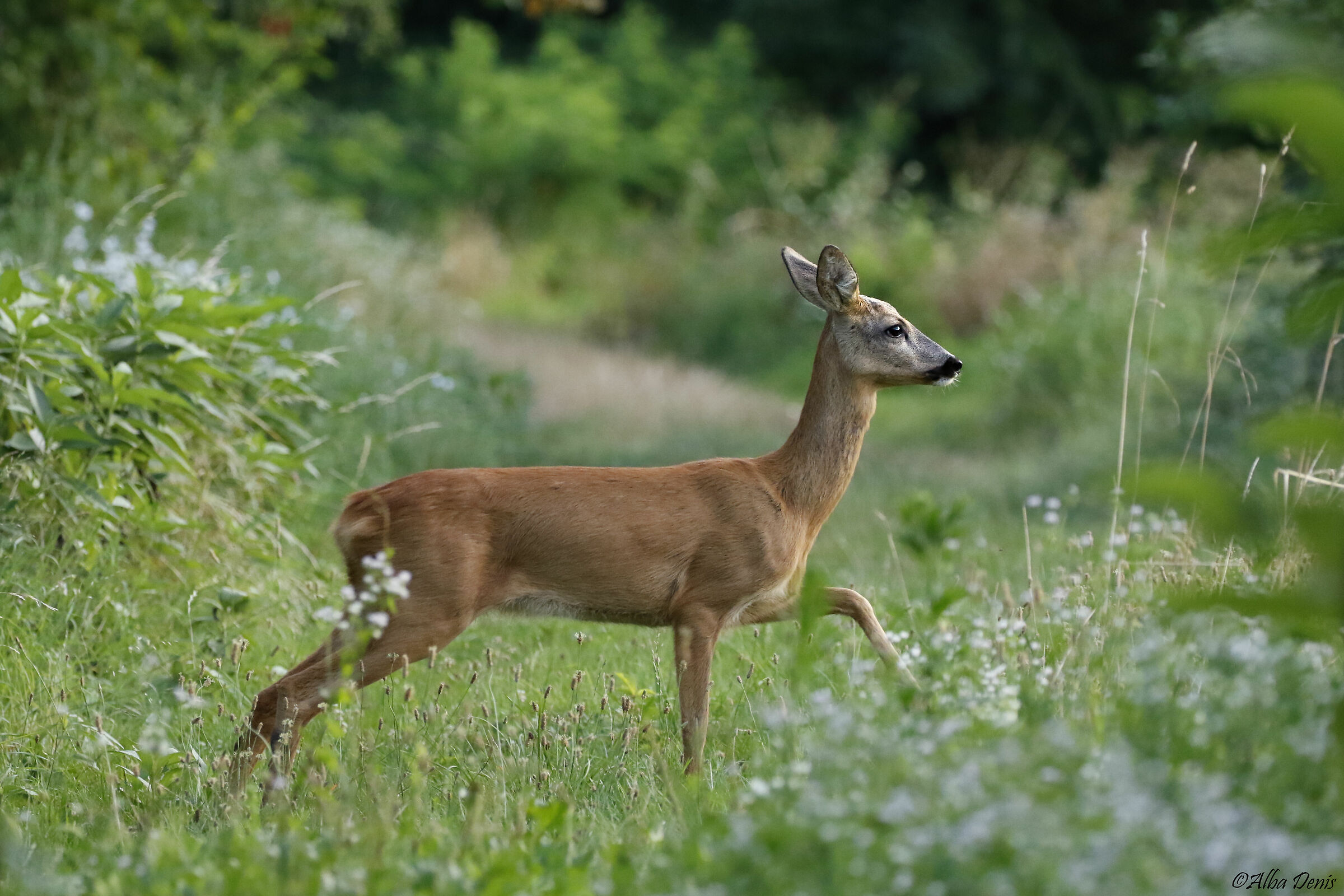 In posa quasi perfetta