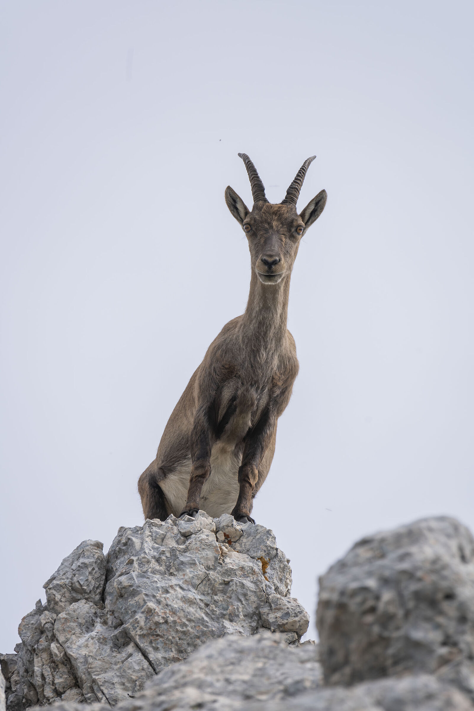 Female ibex