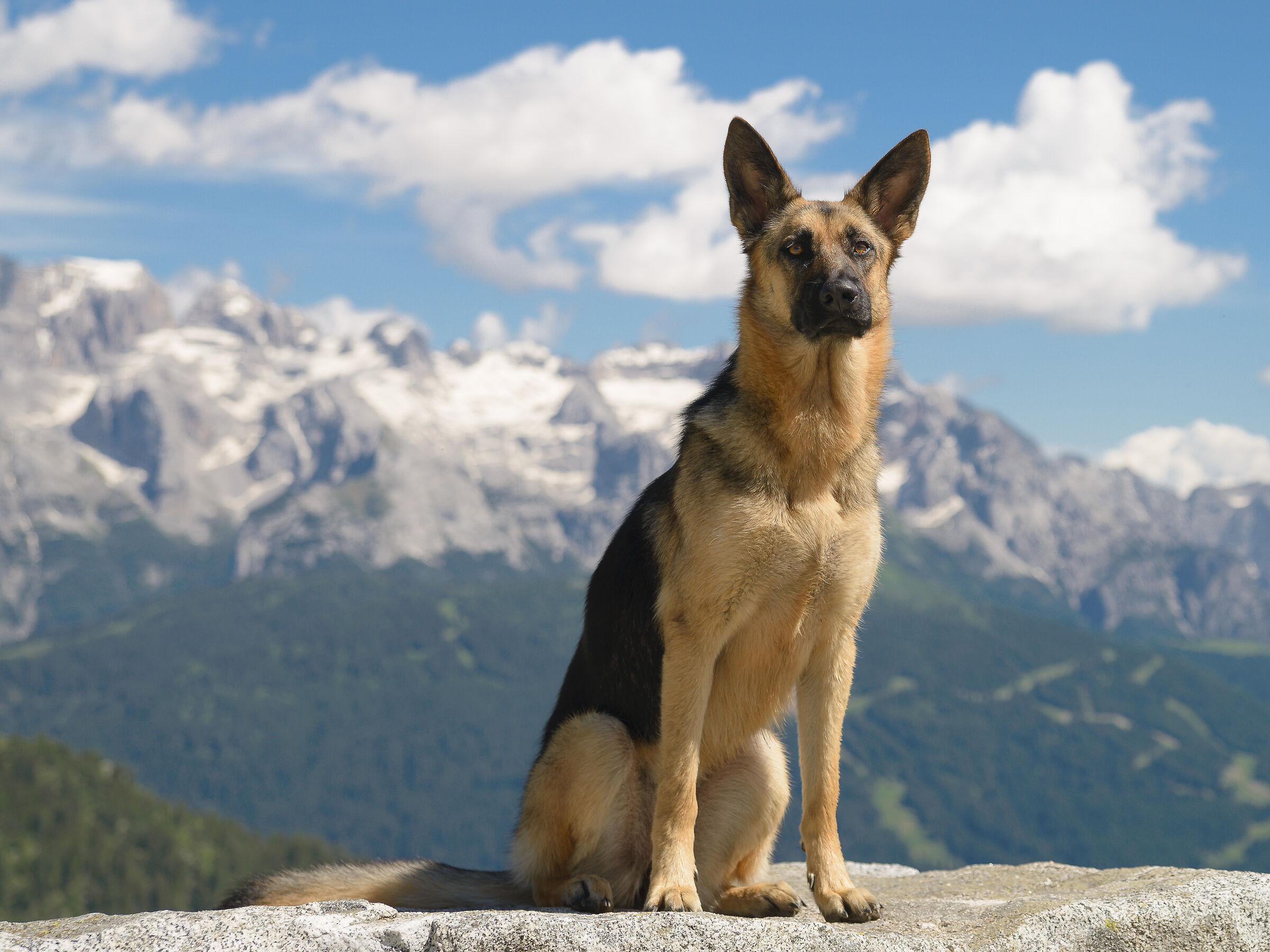 Una cucciola d'alta quota