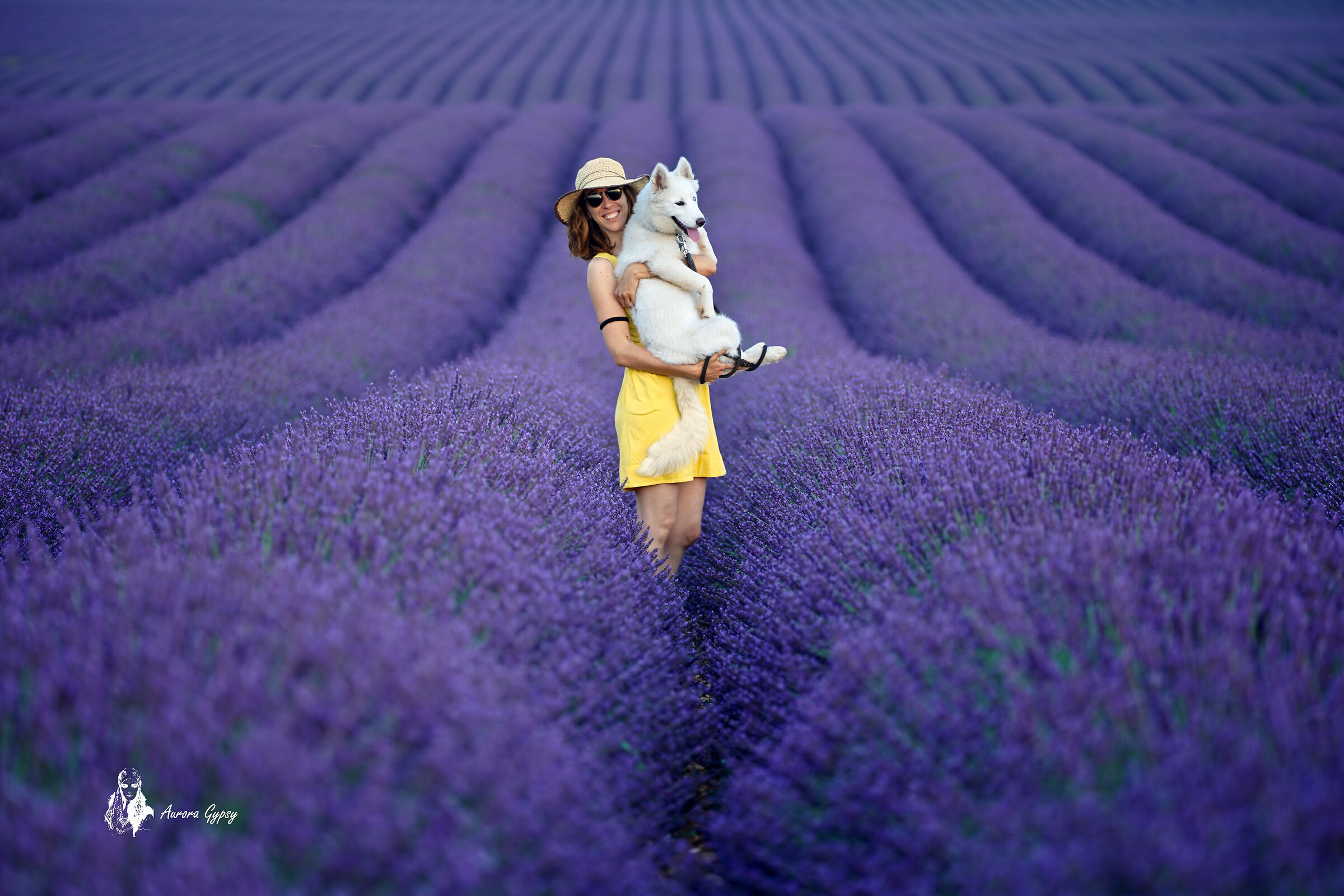 Sweet lavender campion sororteners