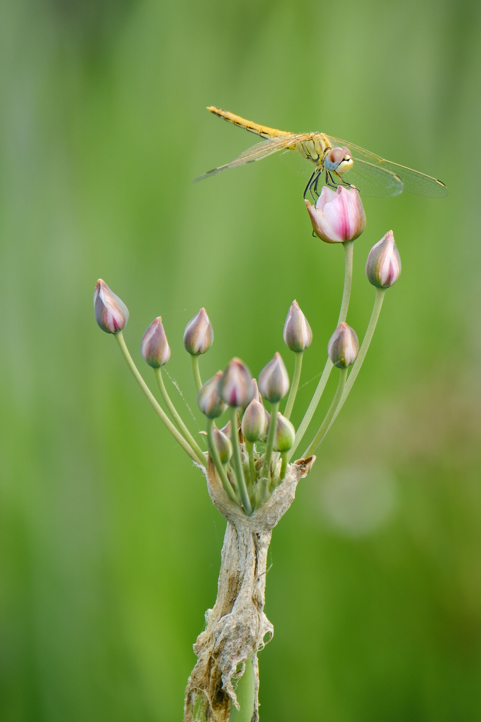 Libellula tra le risaie