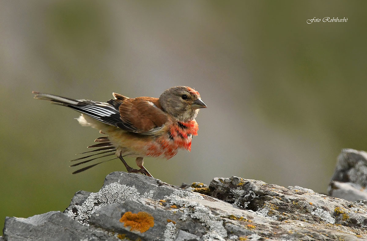 Linnet... After the bath...