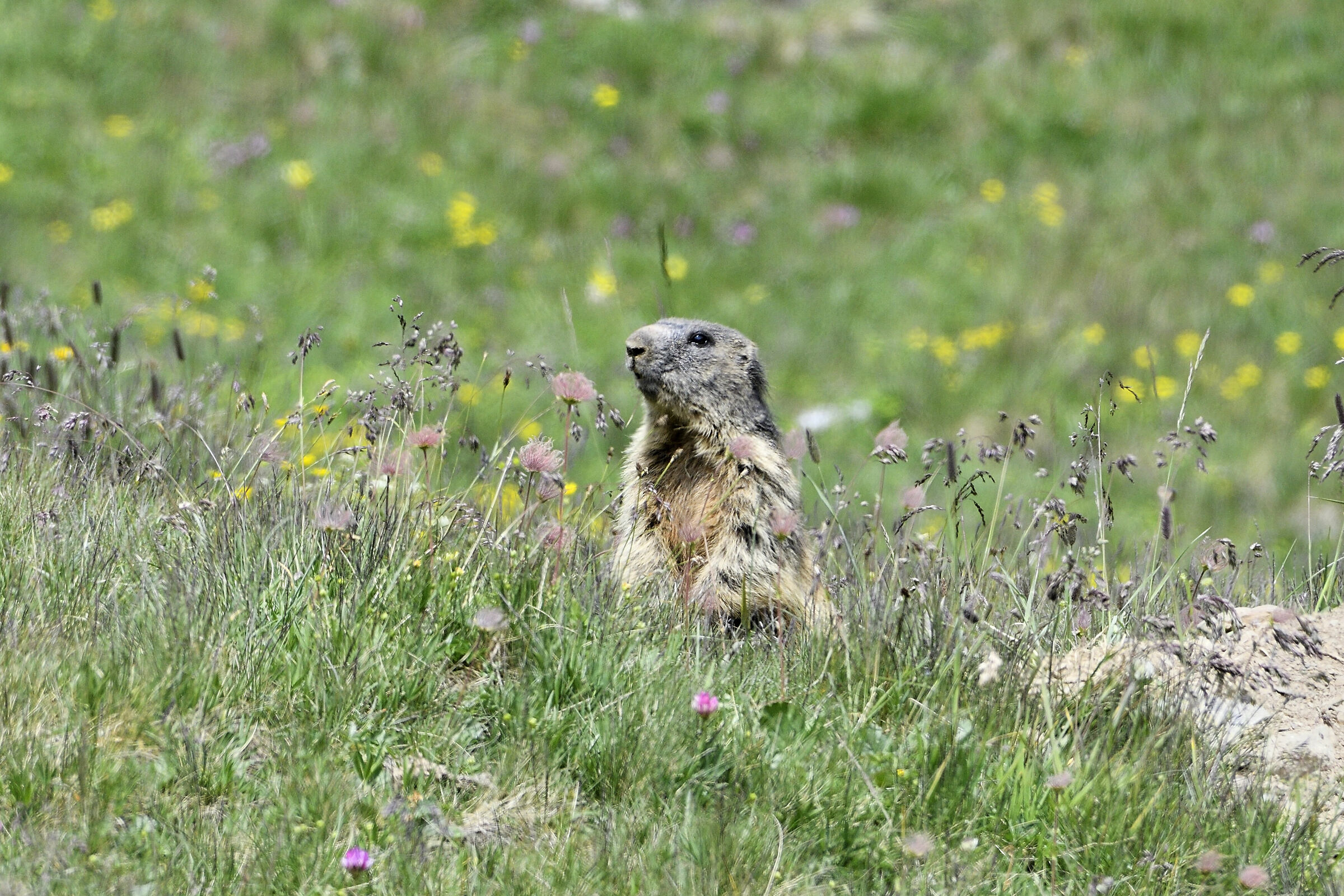 Marmot on alert