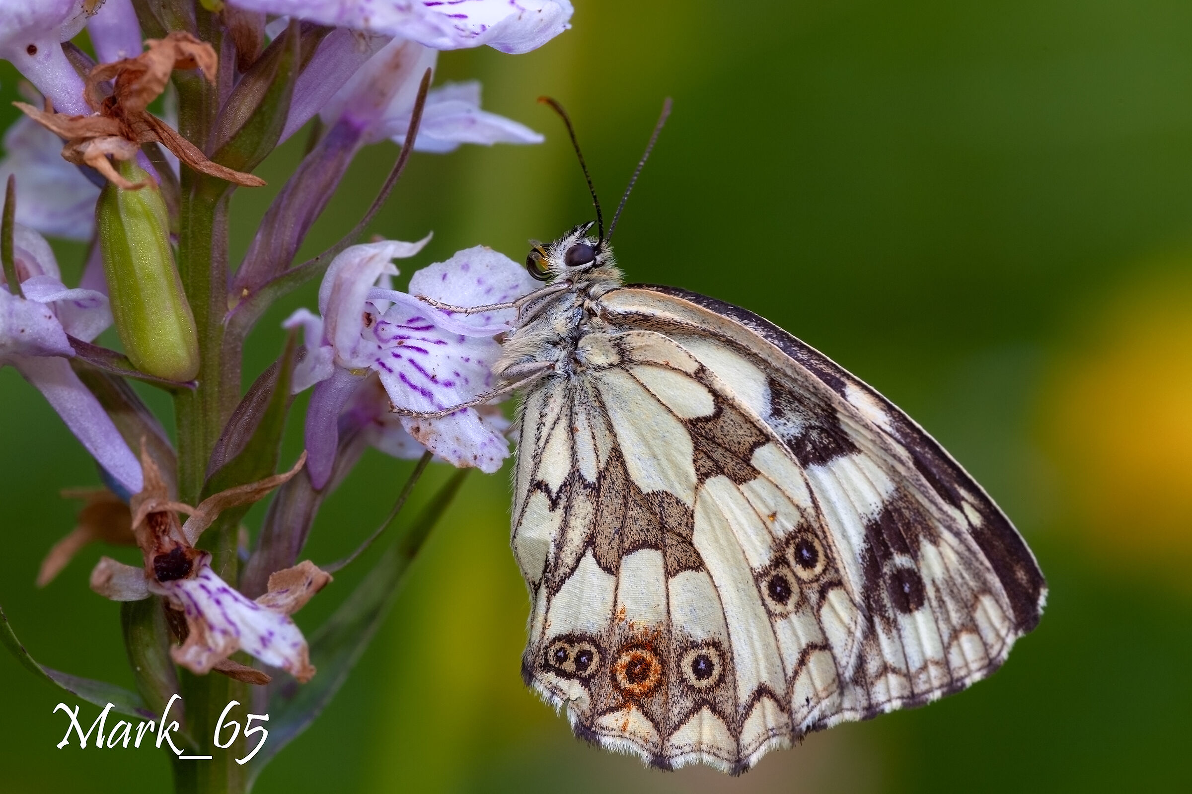 Melanargia galathea