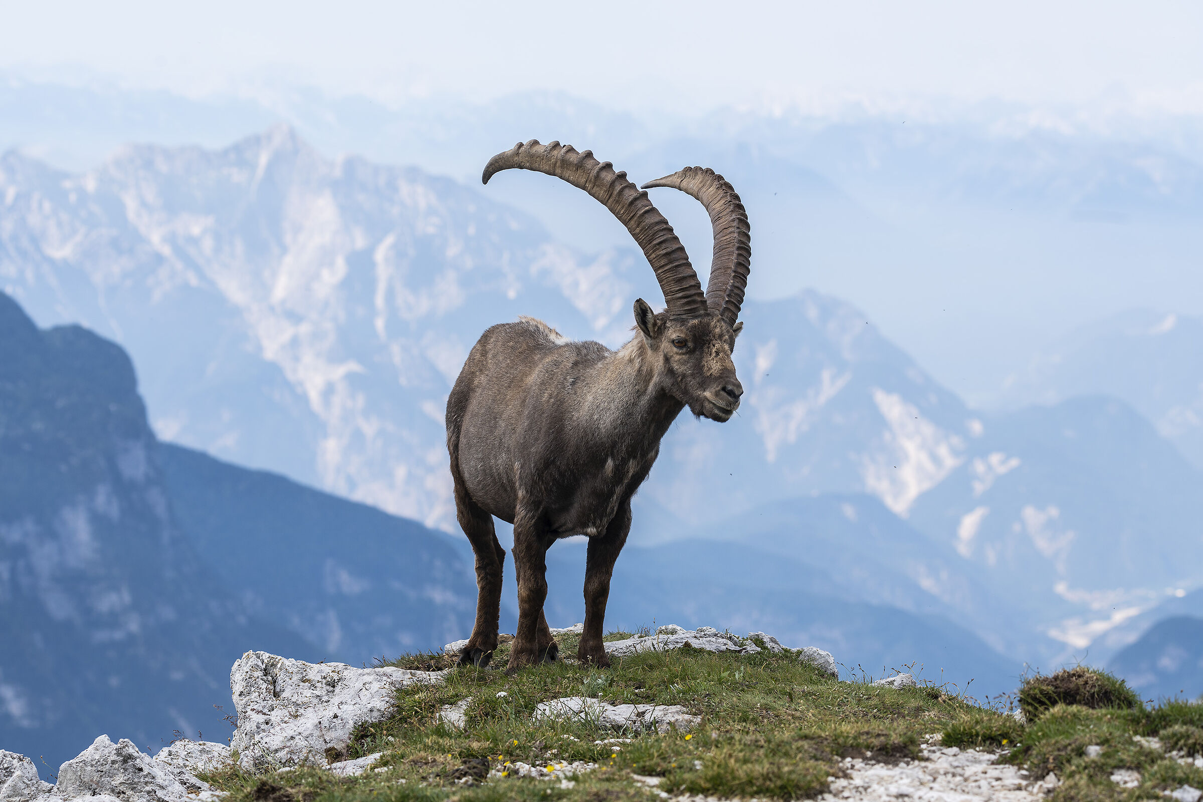 Stambecco adulto 4