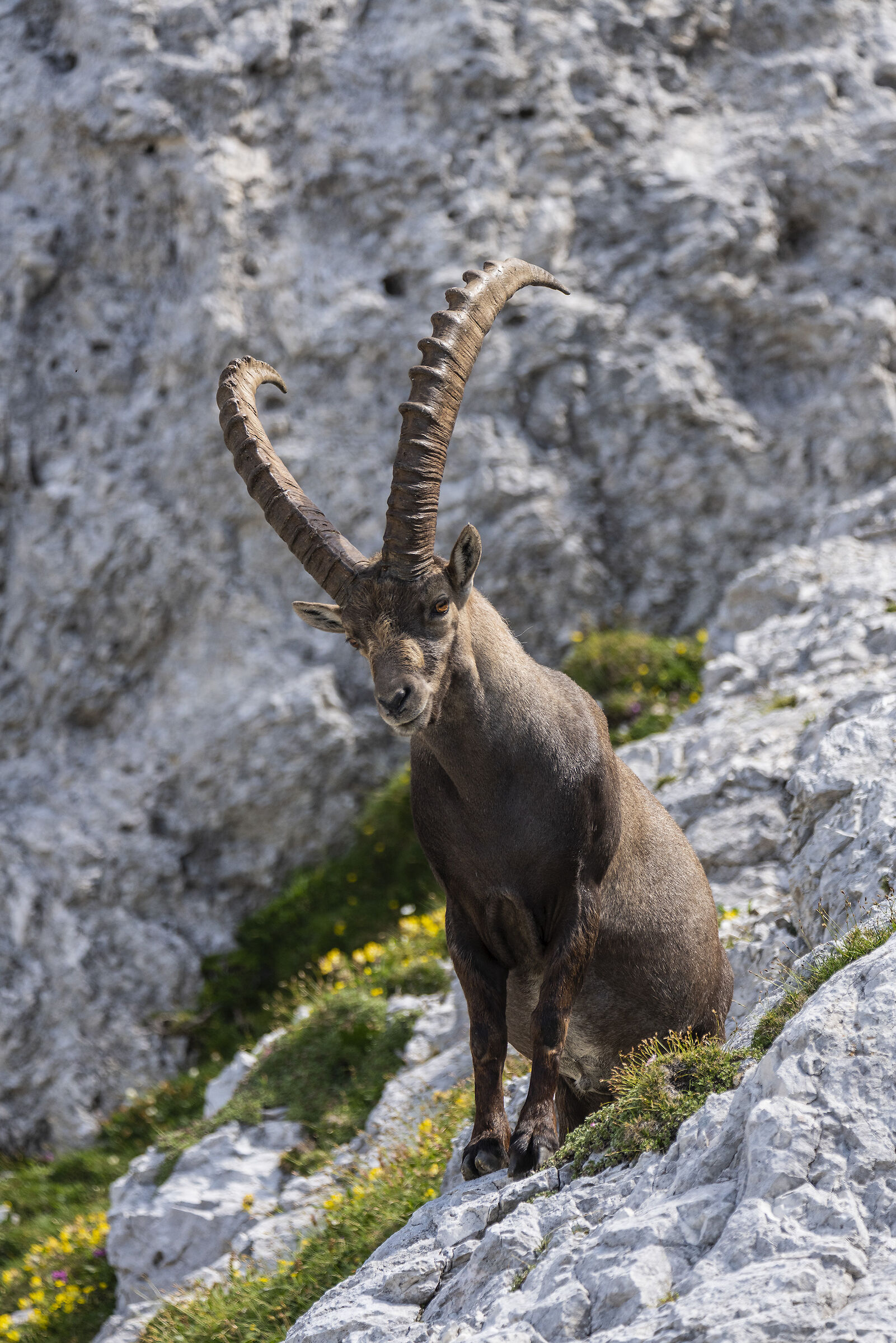 Stambecco adulto 5