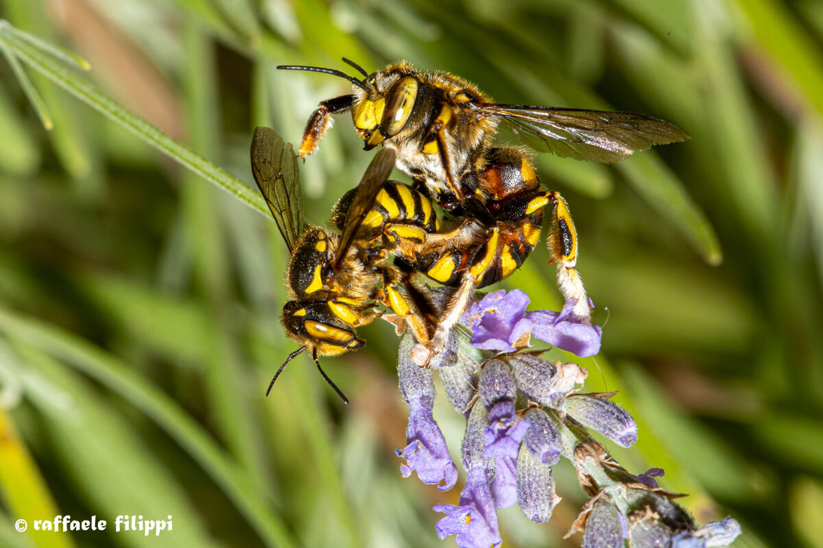 Mating of wasps