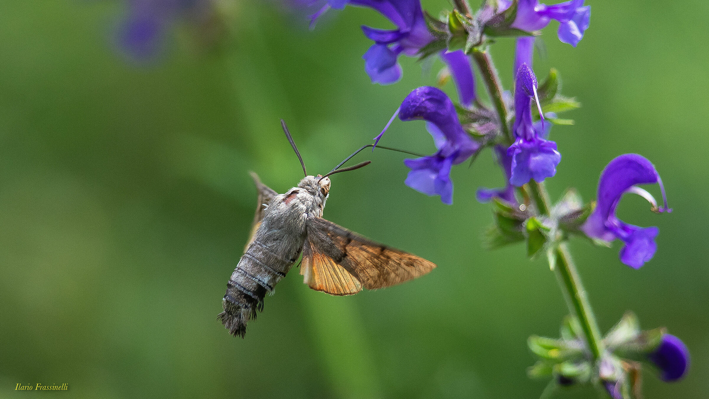 Hummingbird Sphinx