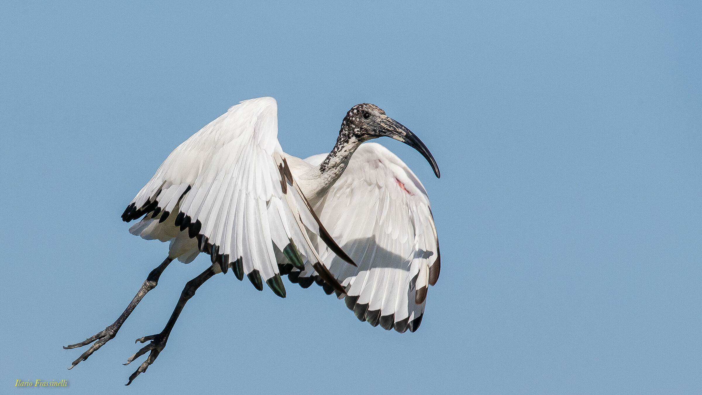 Sacred Ibis