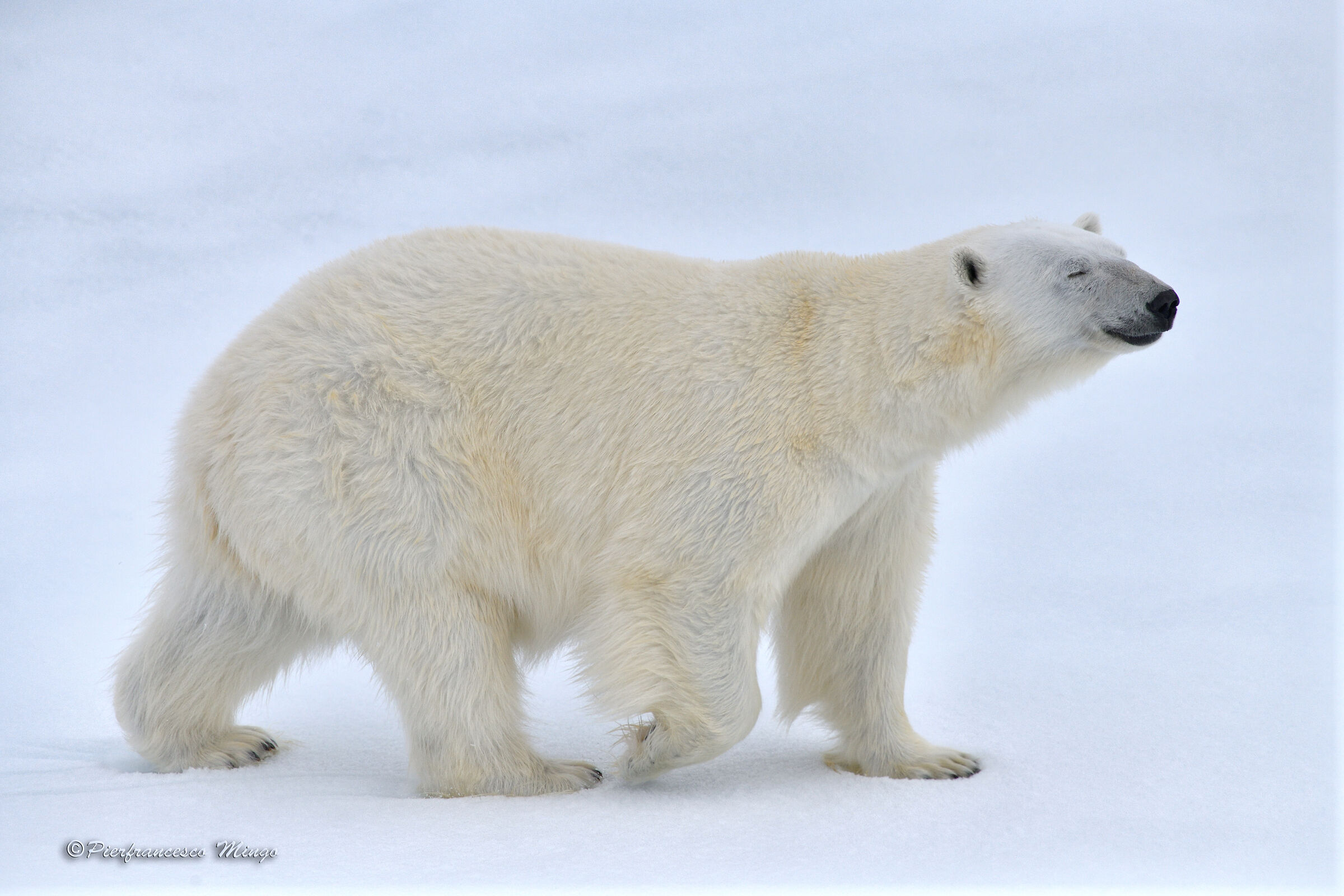 THE LORD OF THE ARCTIC