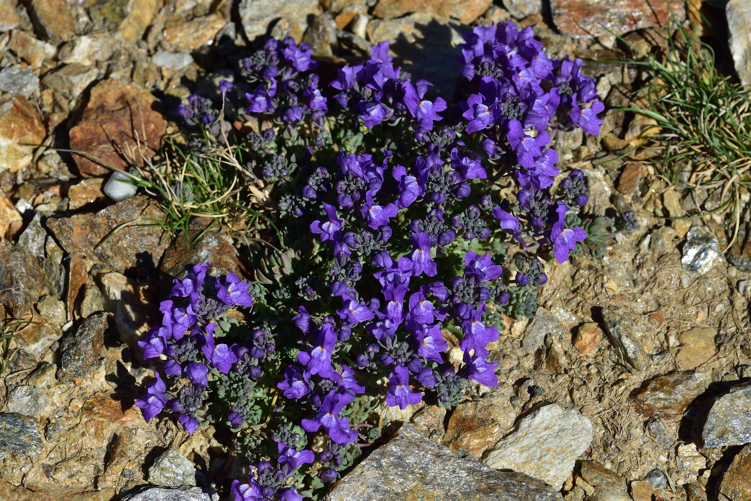 flora alpina