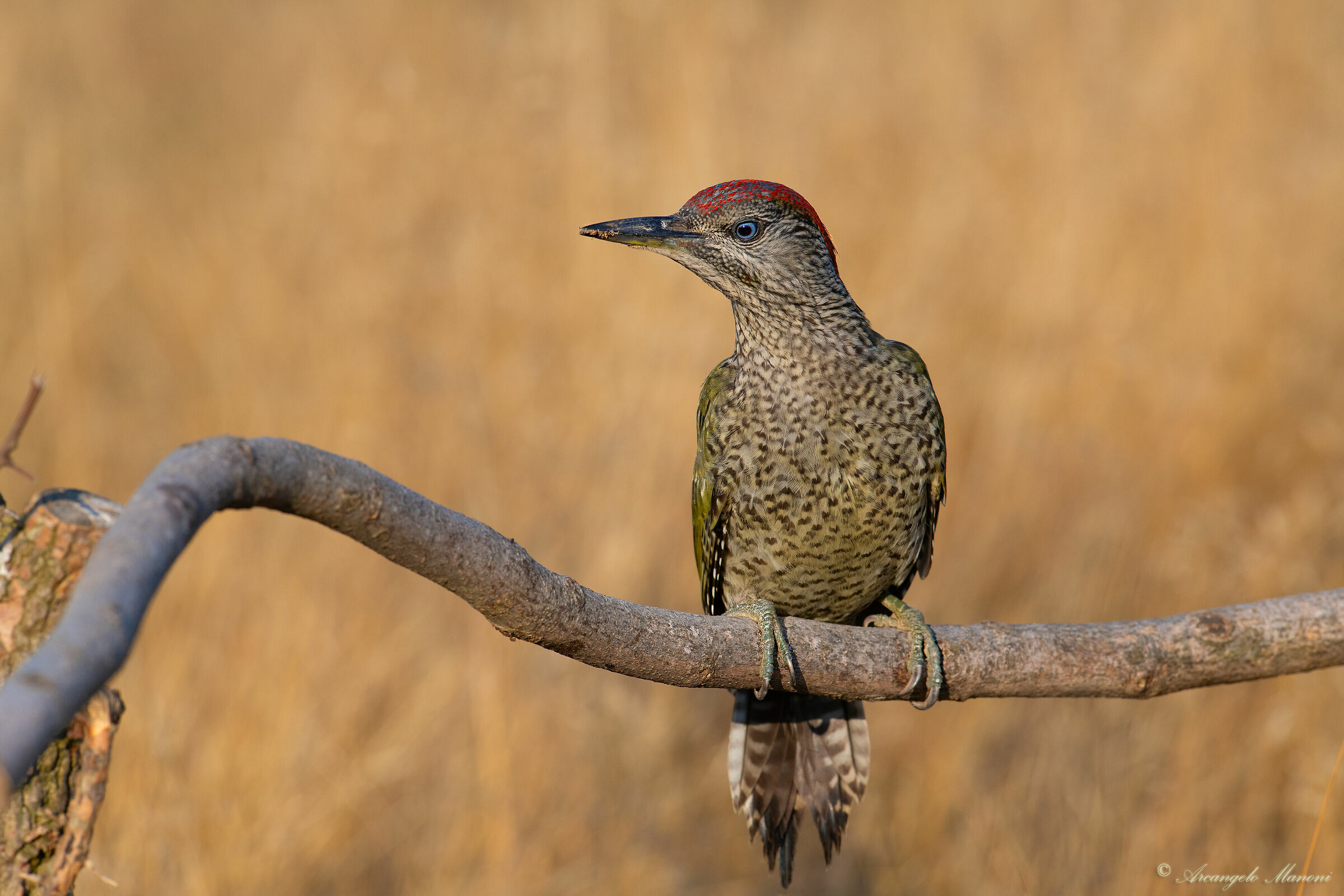 Il mio picchio verde