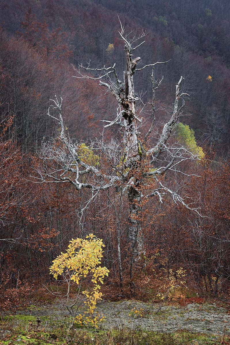 The Old and the Younger