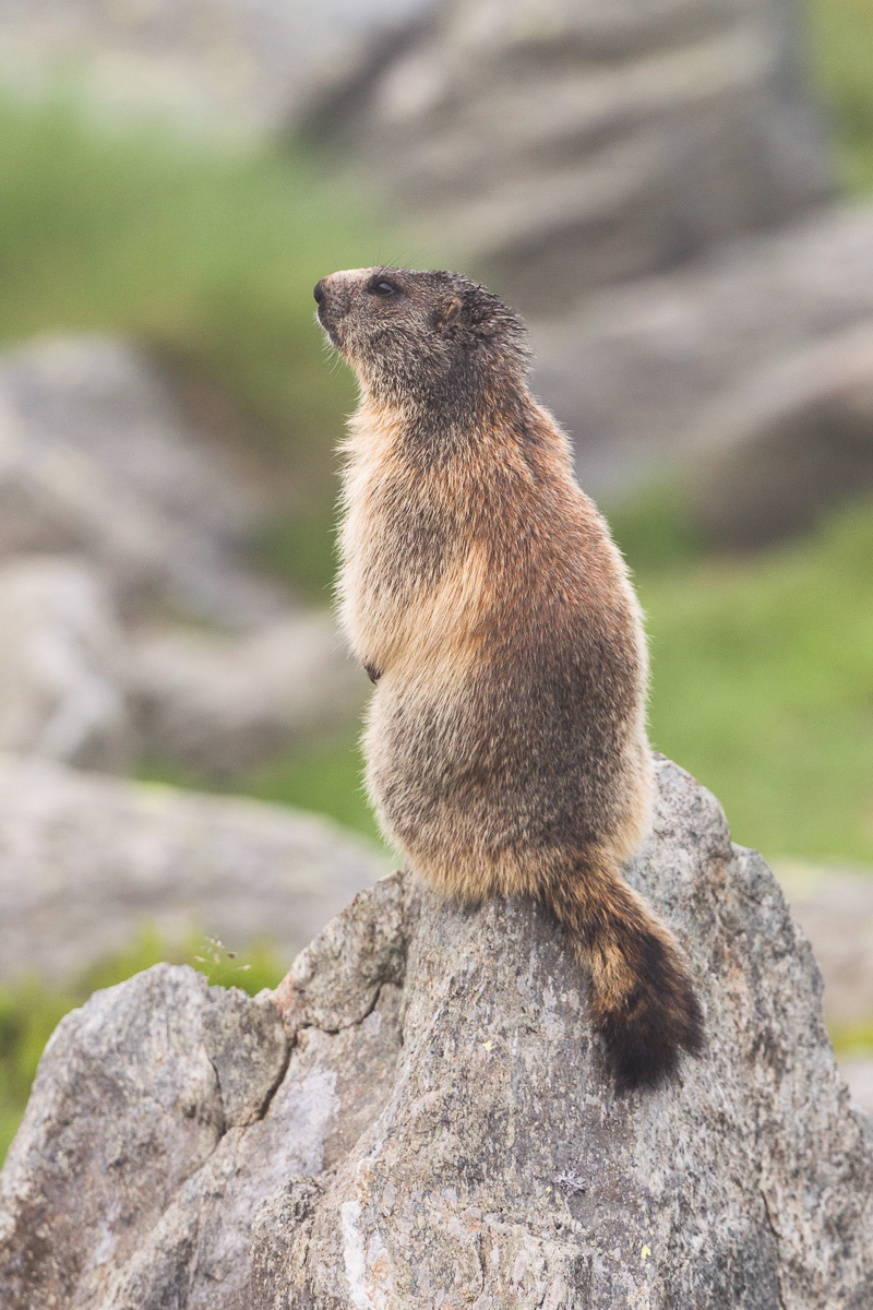 The Lookout Marmot ...
