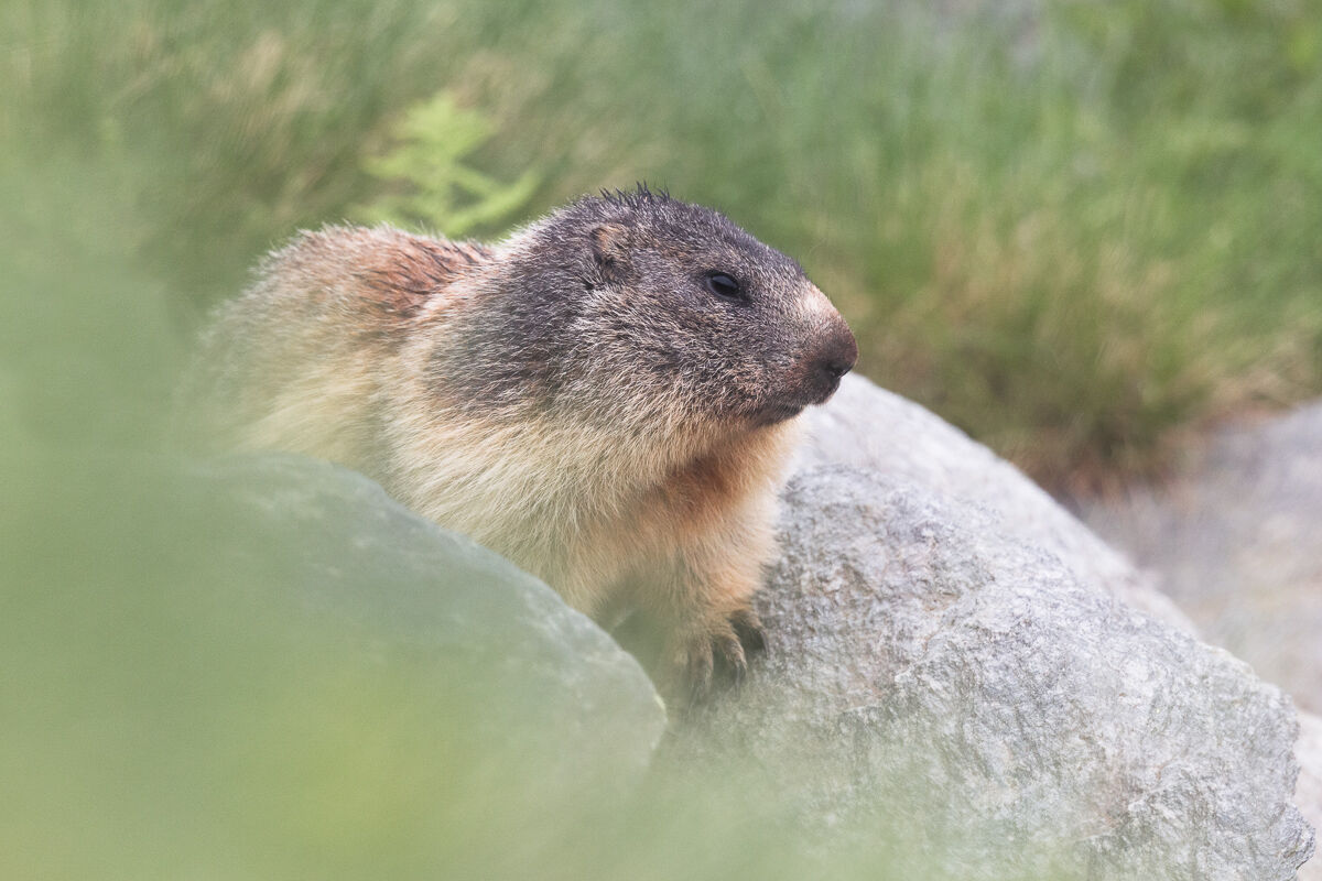 Alpine Marmot ...