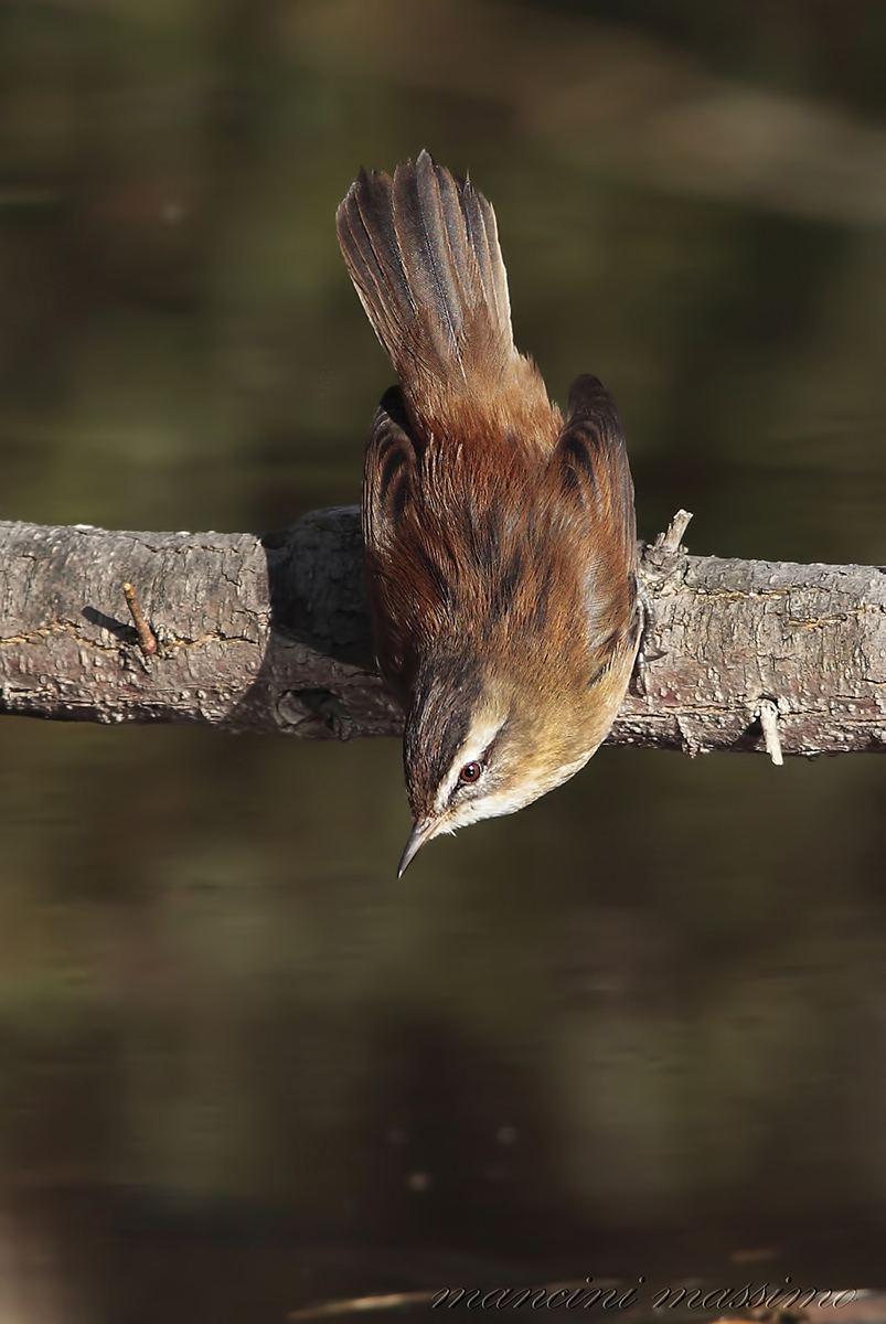 Forapaglie castagnolo (Acrocephalus melanopogon)