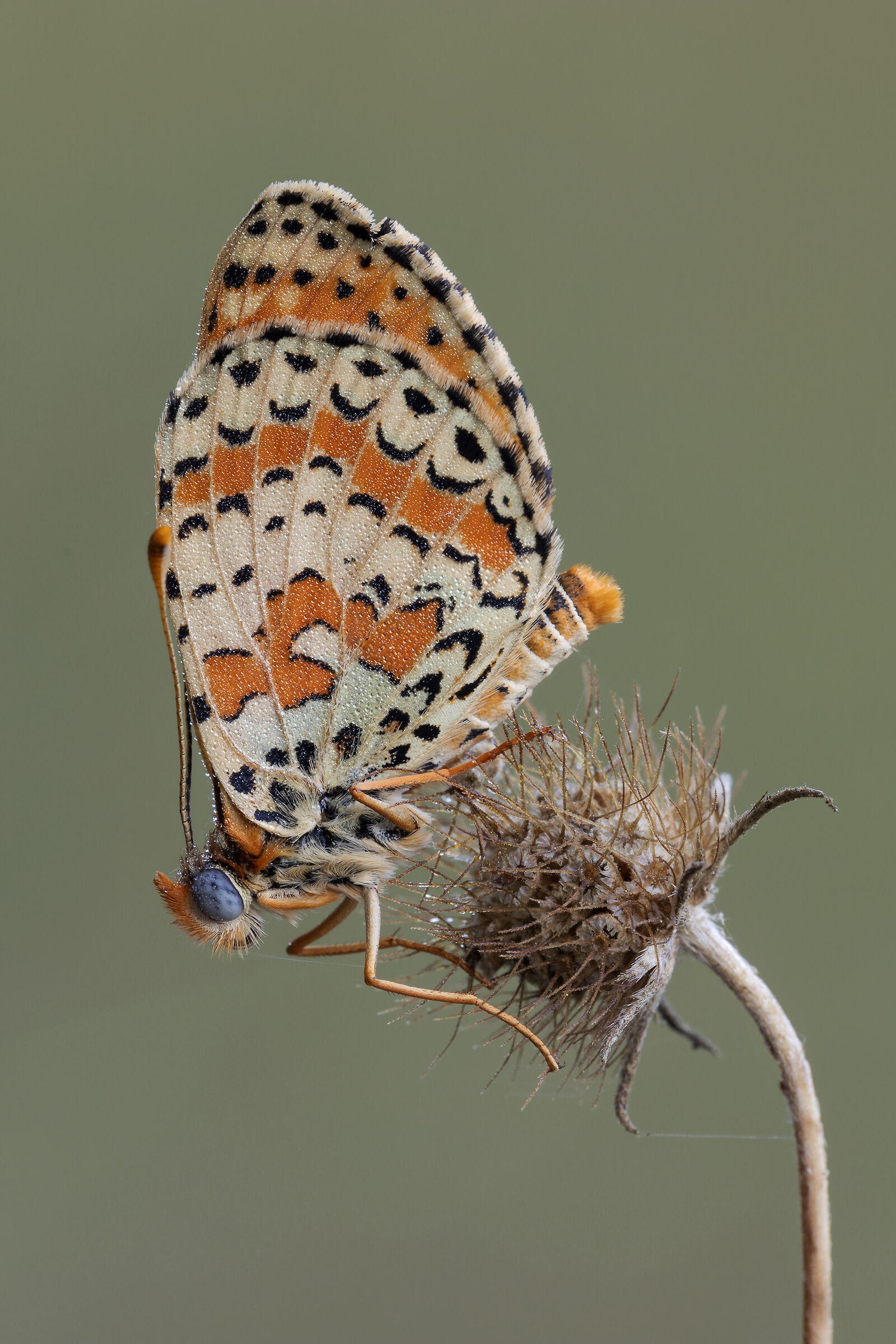 Melitaea didyma... as well as I found it.
