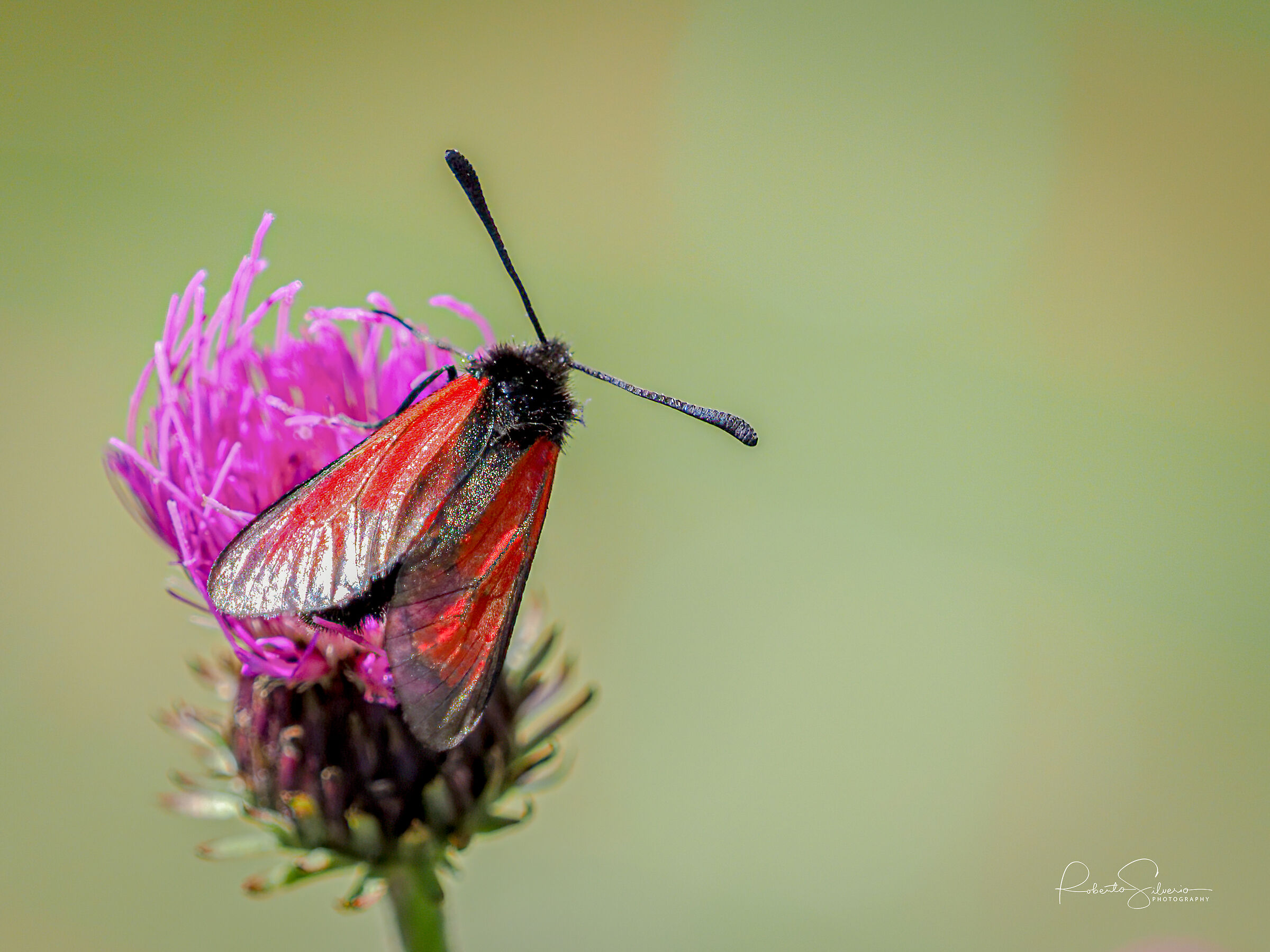 Zygaena trifolii