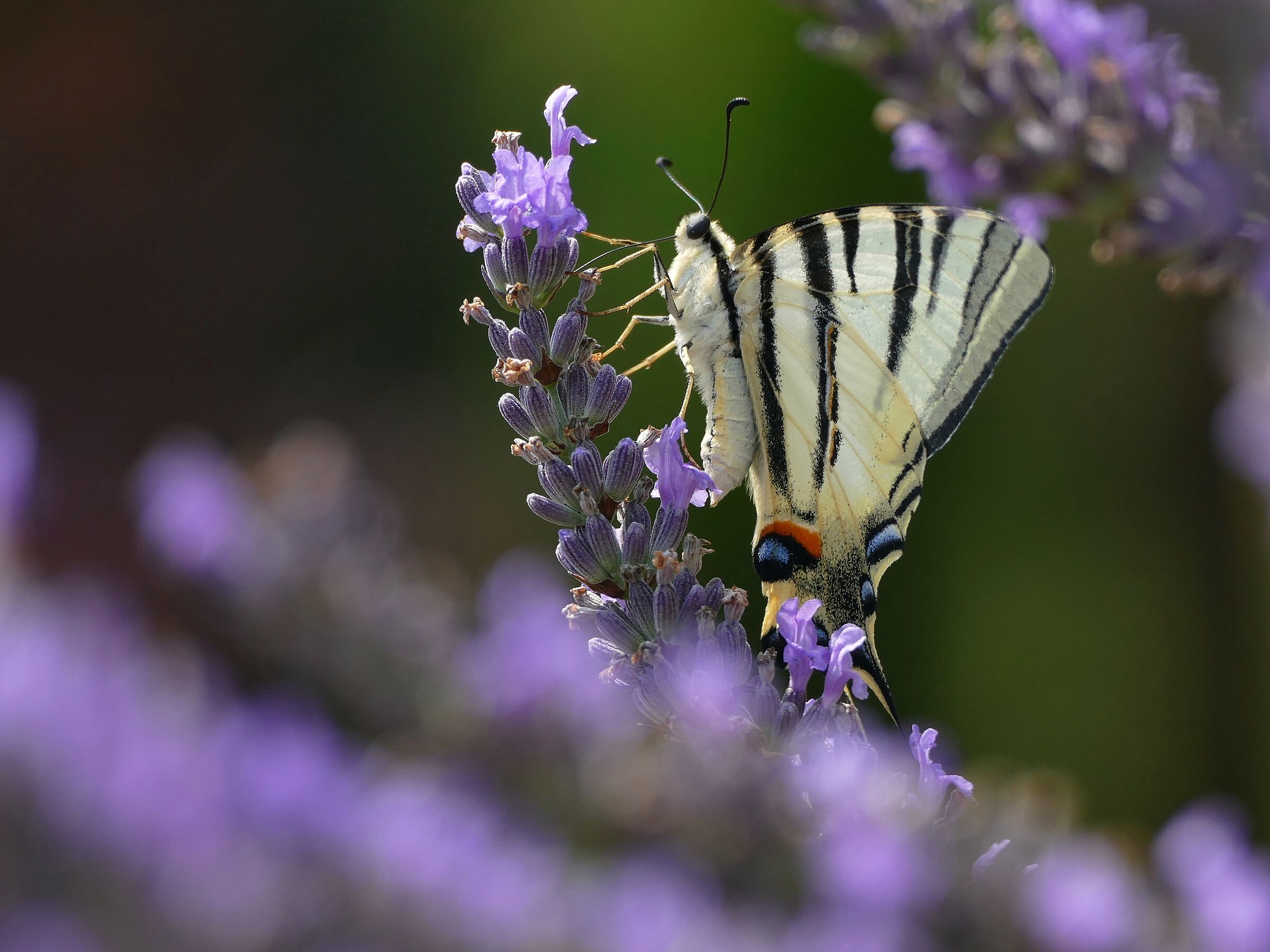 Paz zeglarz 1 (Iphiclides podalirius)