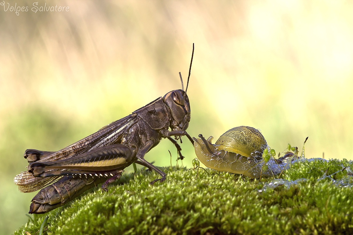 il grillo e la lumaca.....