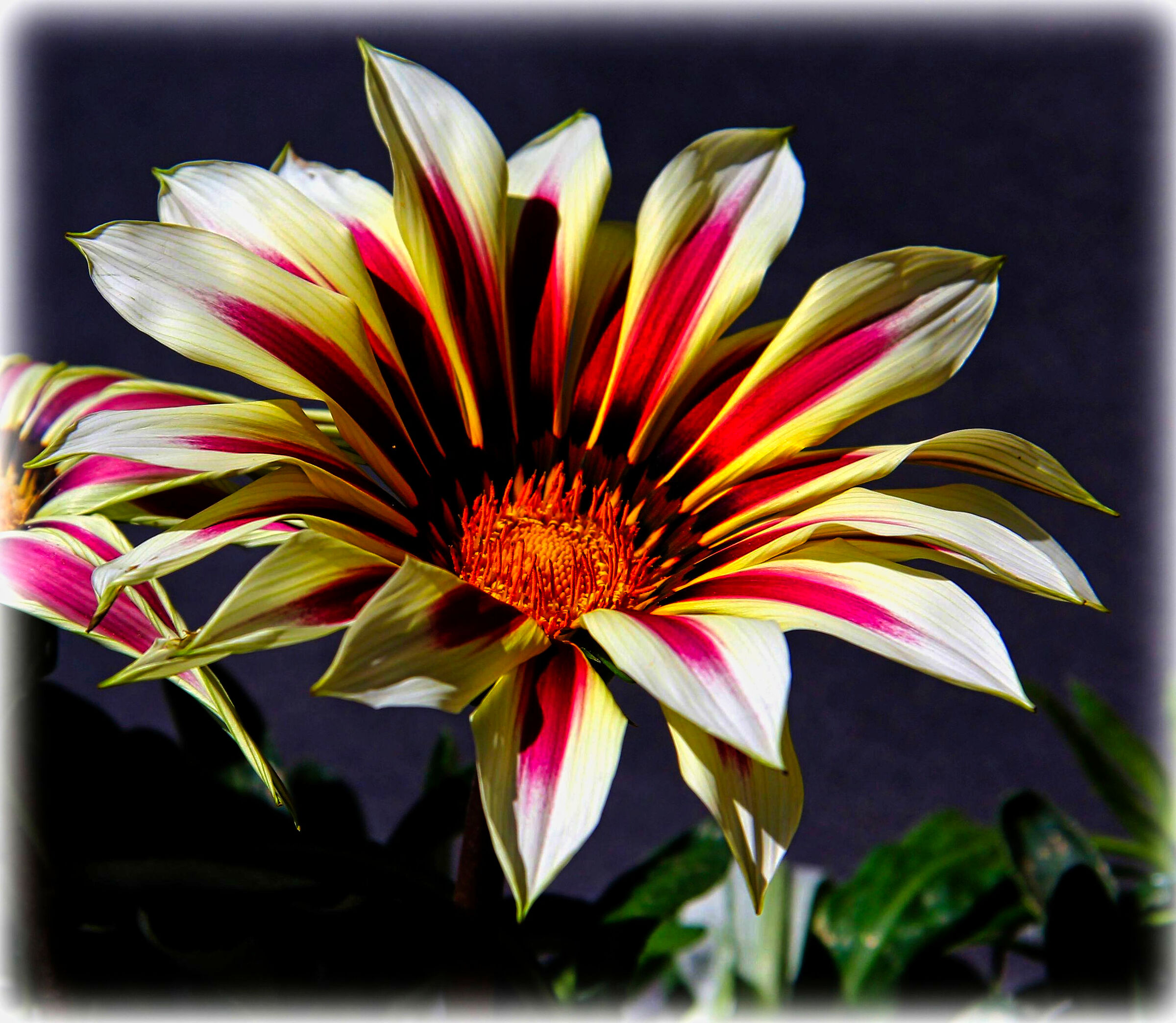 gazania strisciante