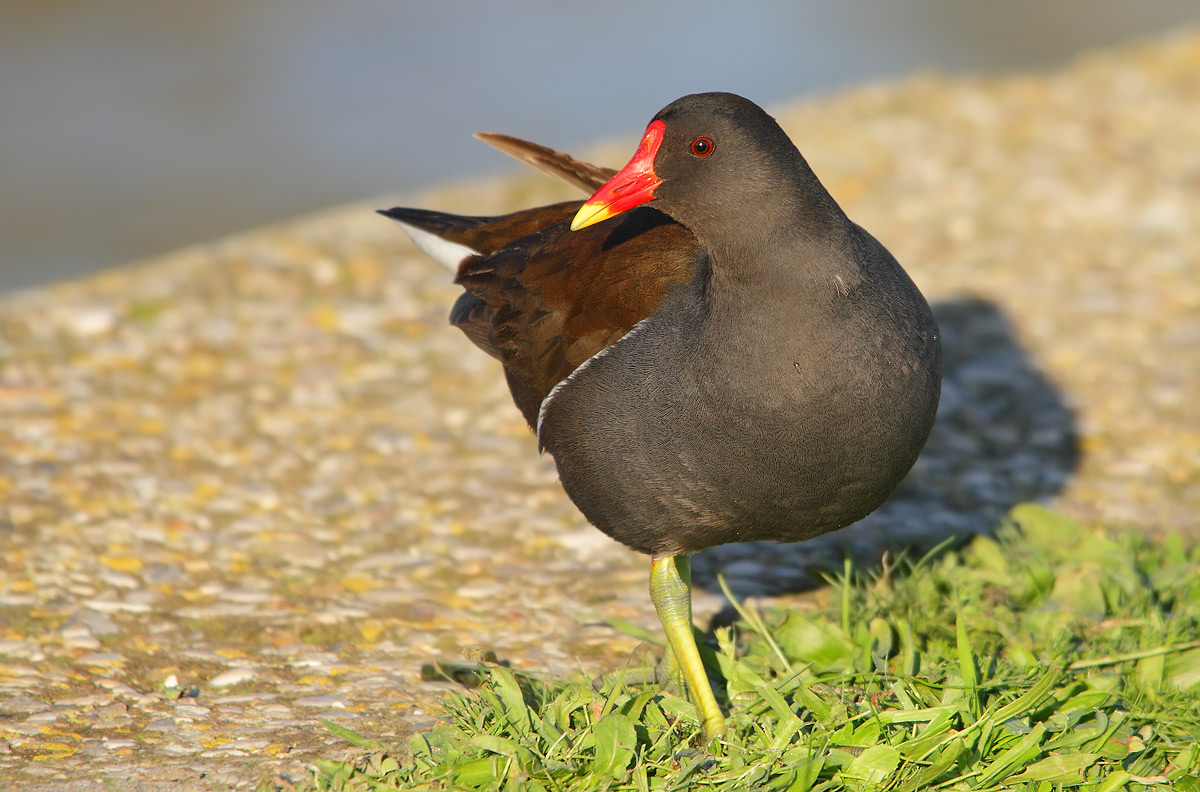 moorhen