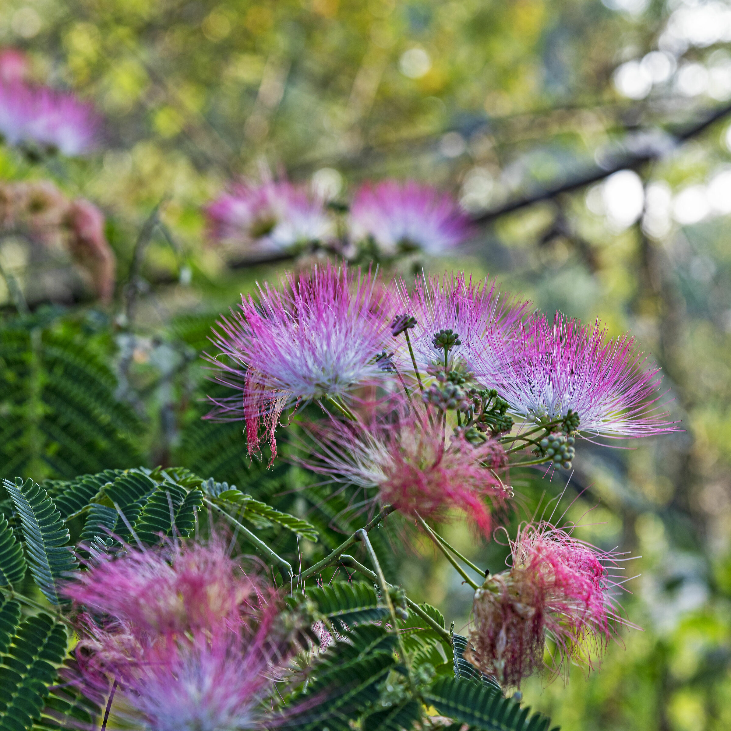 Una mattina nel bosco