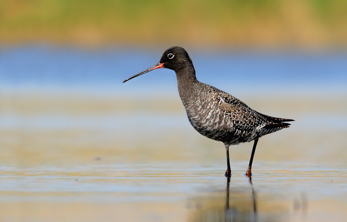 Spotted Redshank
