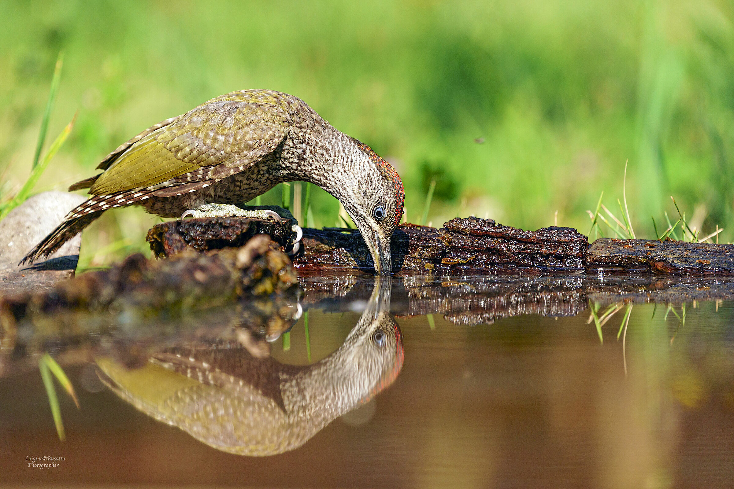 Picchio Verde giovane
