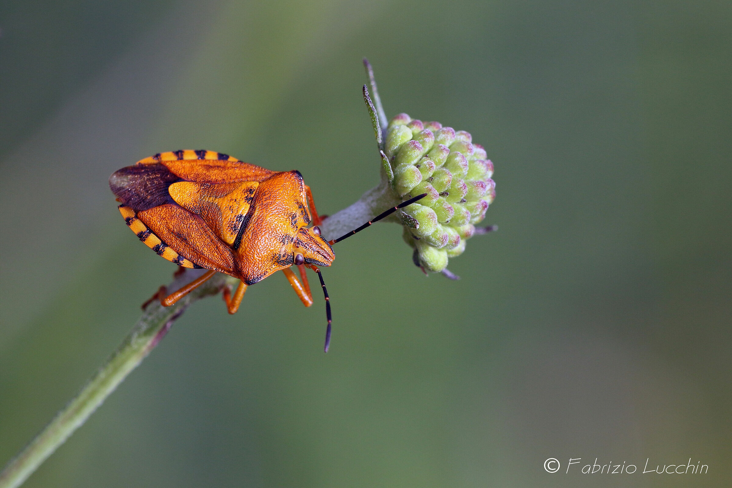 Even a bug can be nice.